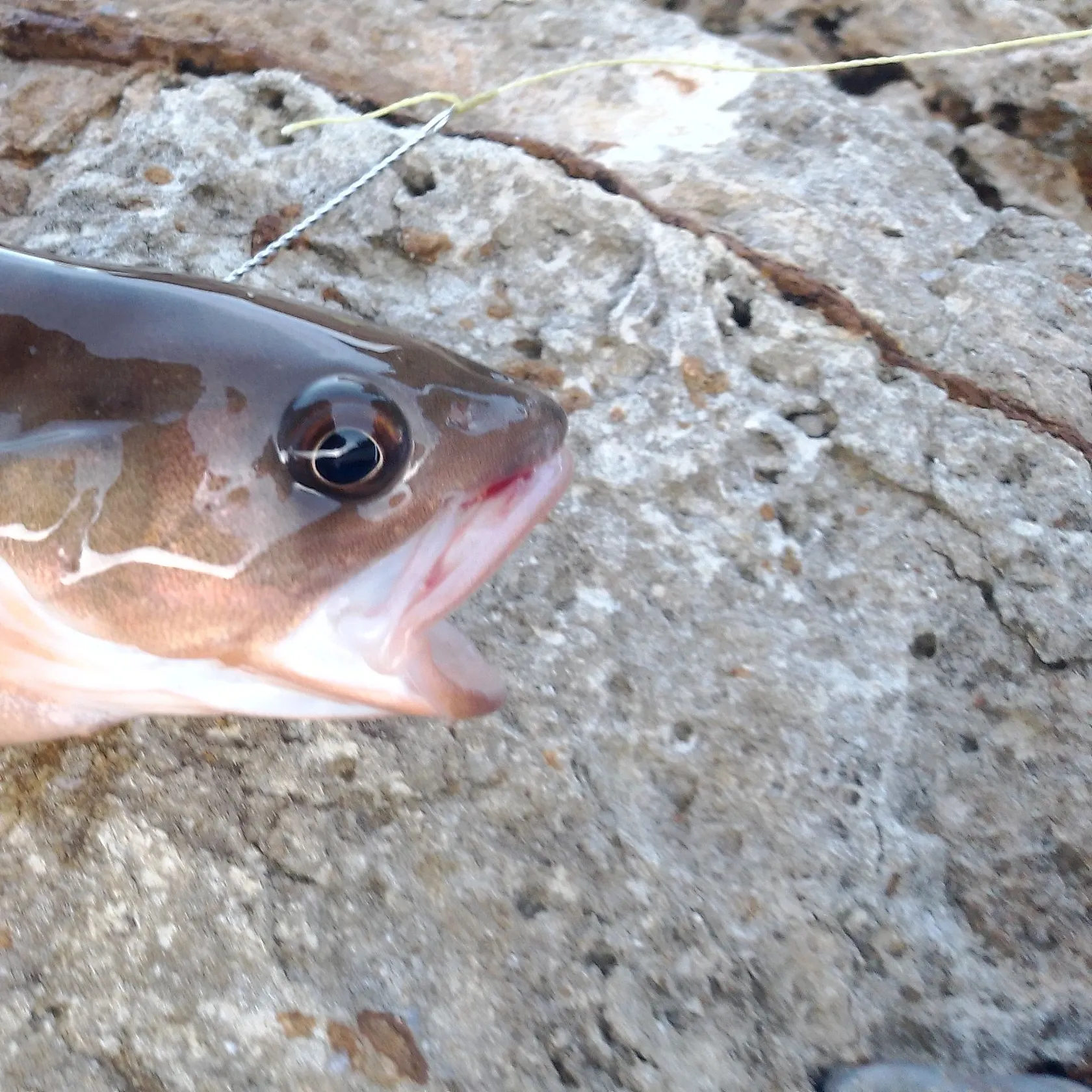 The most popular recent Rock cod catch on Fishbrain