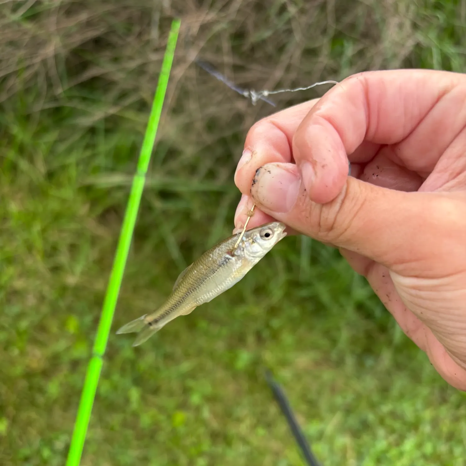 Creek chub caught on Fishbrain