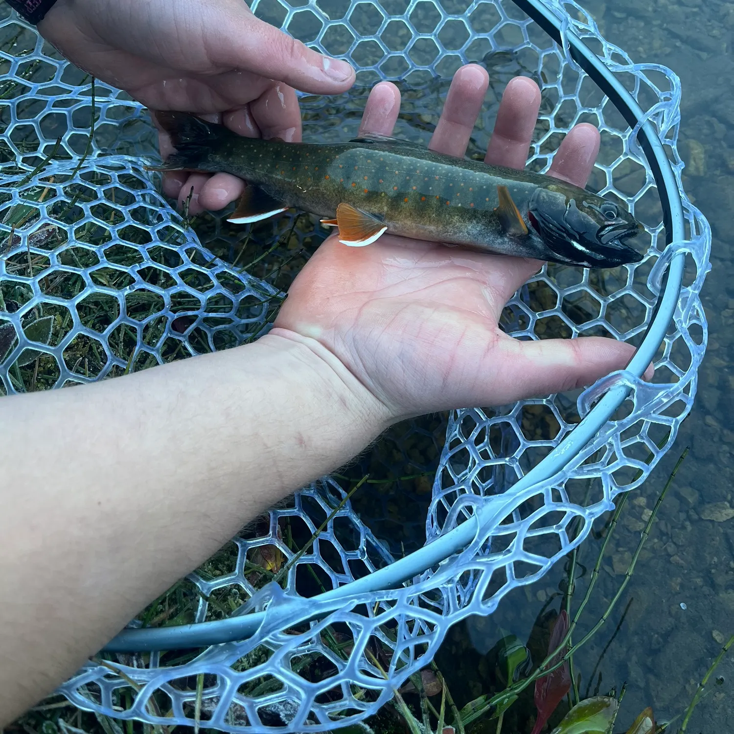 Bull trout caught on Fishbrain