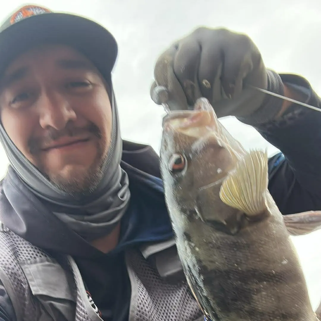 The most recent Barred sand bass catches on Fishbrain