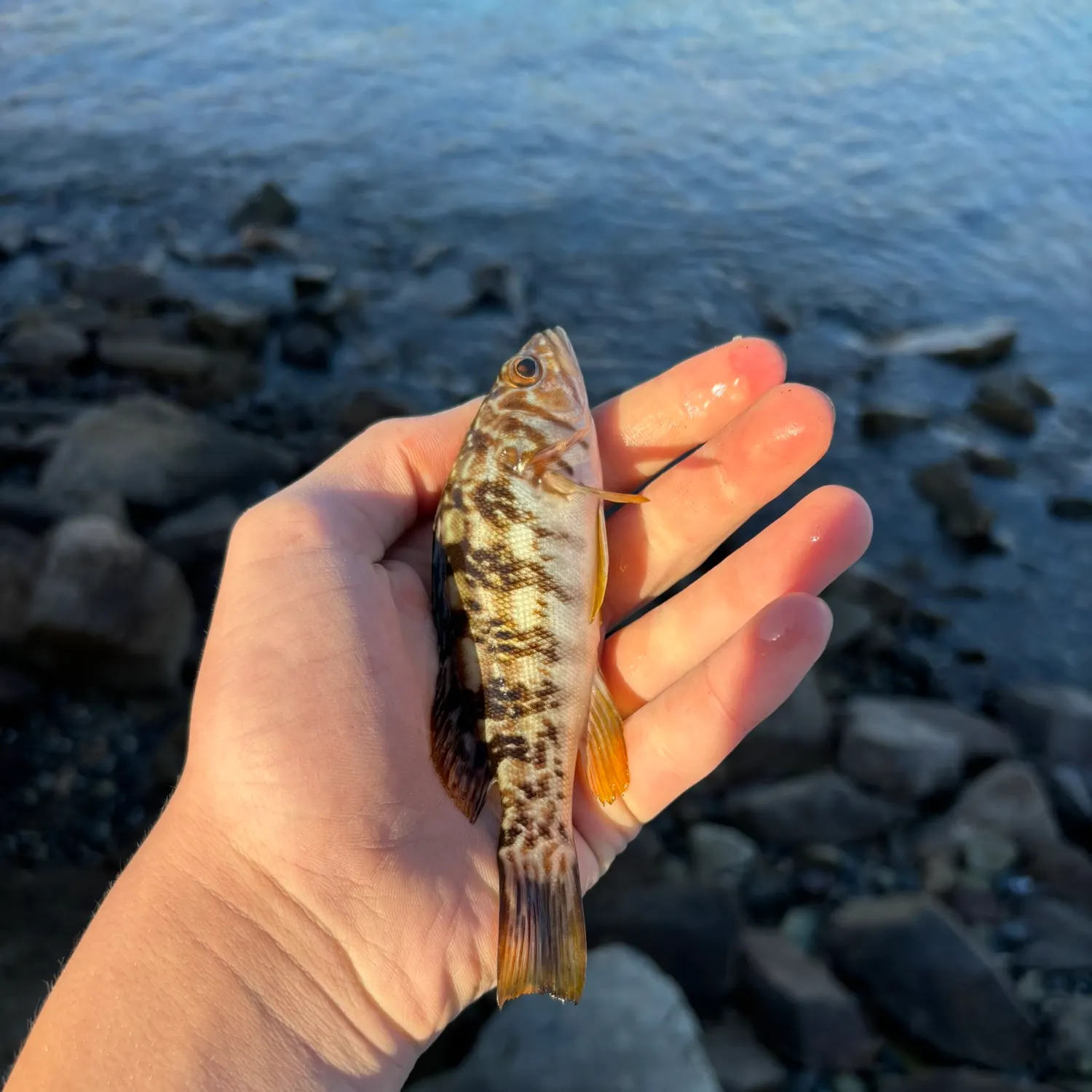 Fishing in Solana Beach, CA (United States) ➡️️️️ Find Spots, Species & Tips