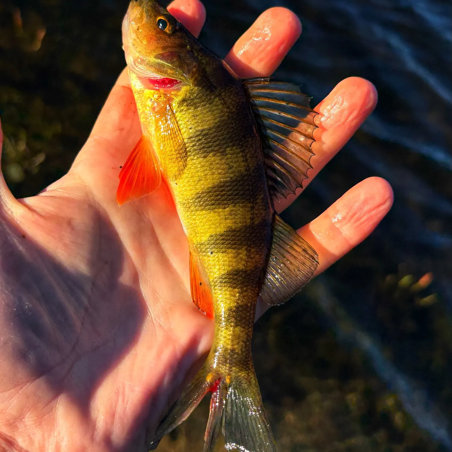 Yellow perch caught on Fishbrain