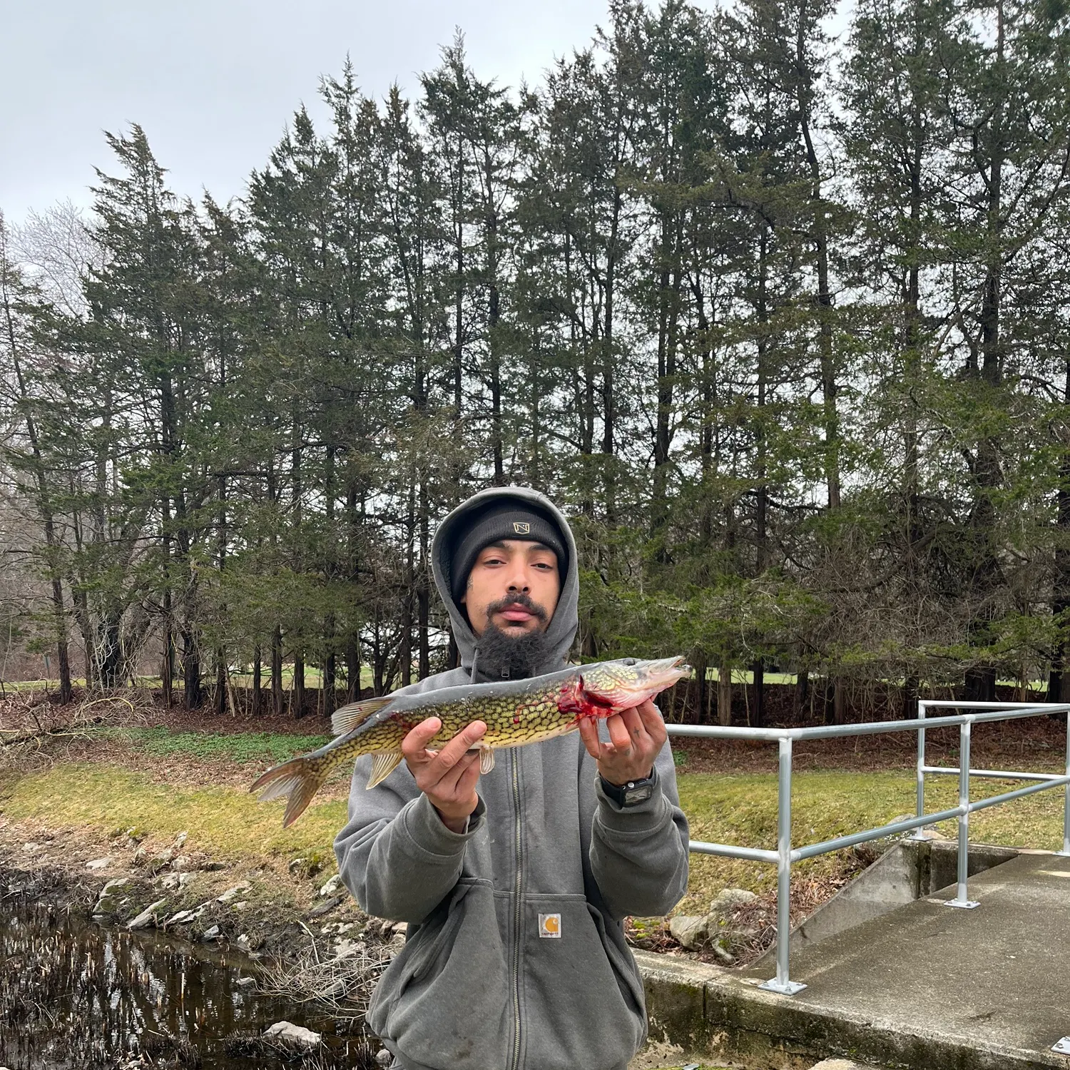 The most recent Chain pickerel catches on Fishbrain