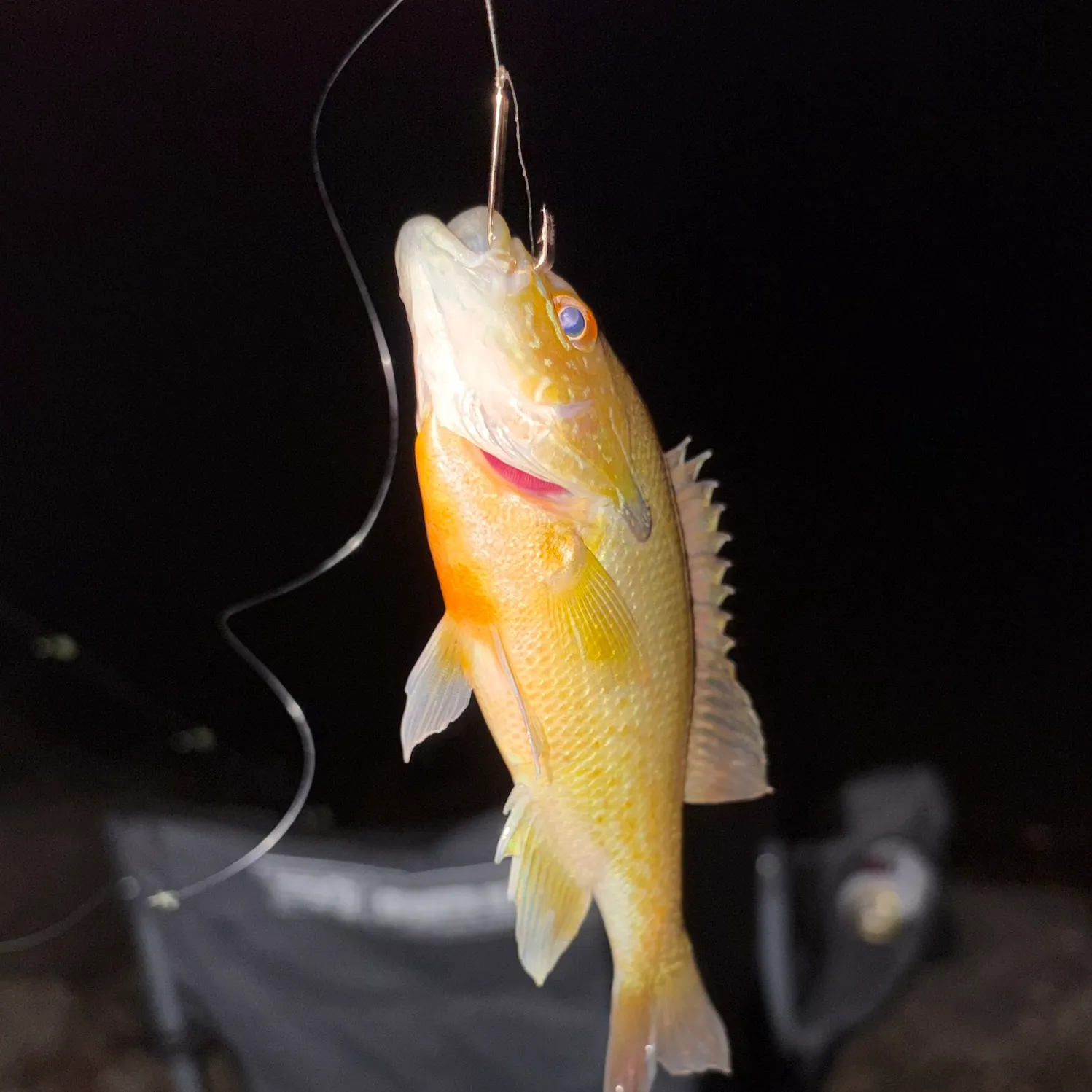 Redbreast sunfish caught on Fishbrain