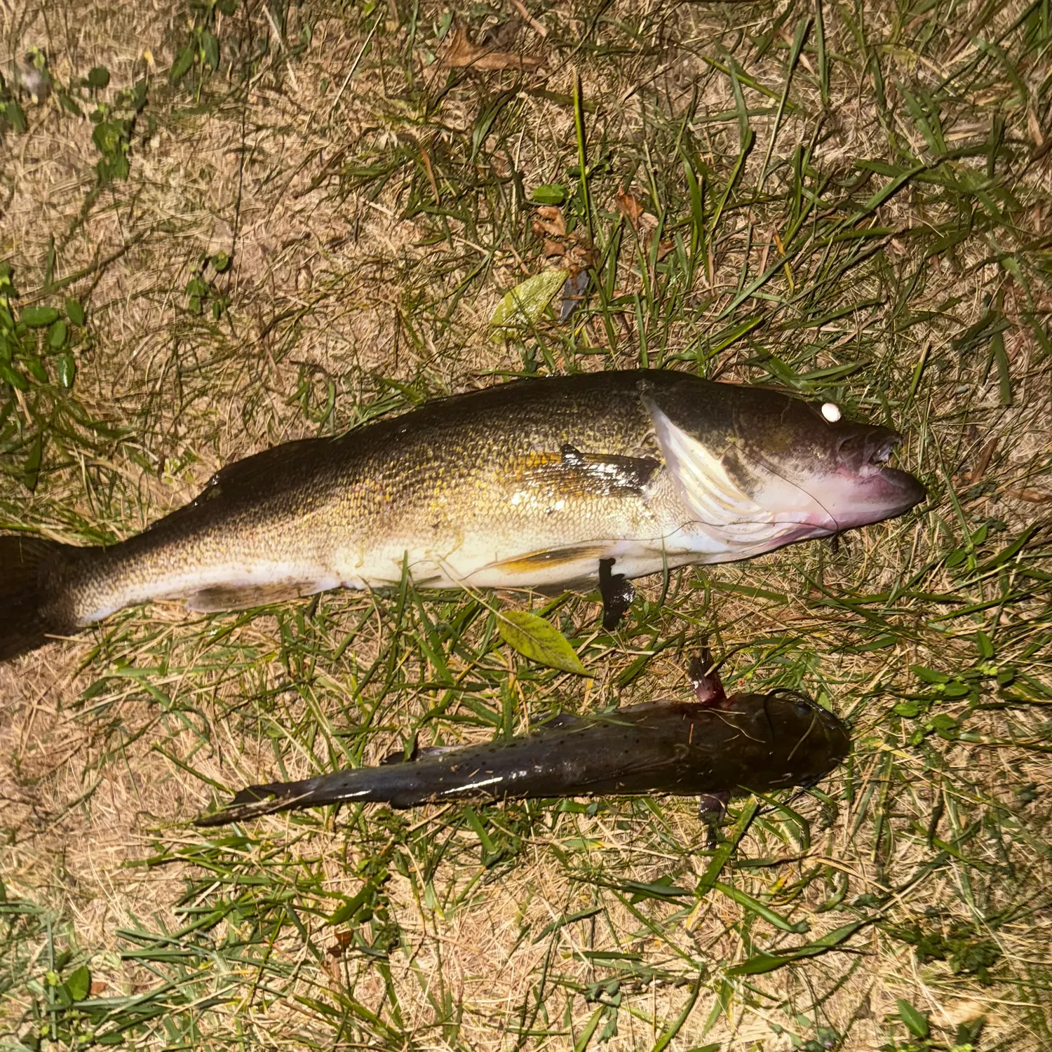 Walleye caught on Fishbrain
