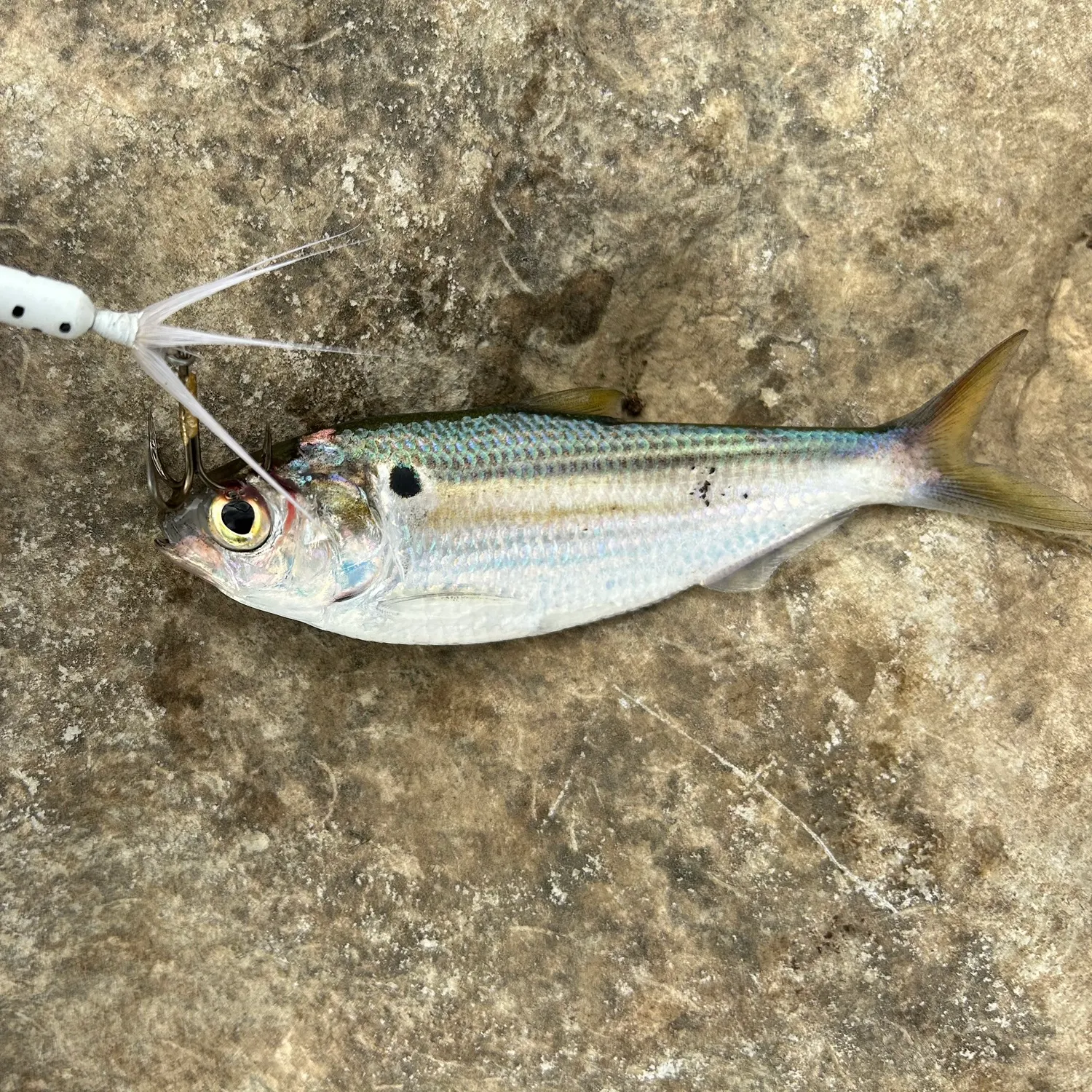 The most recent American gizzard shad catches on Fishbrain