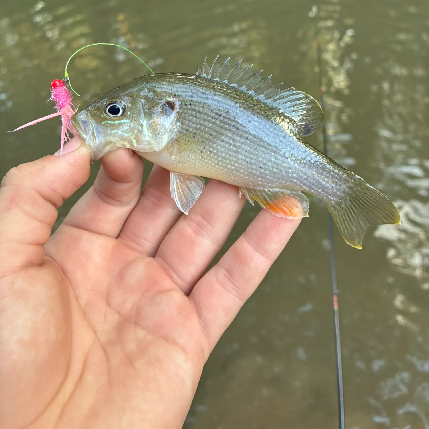 Green sunfish caught on Fishbrain