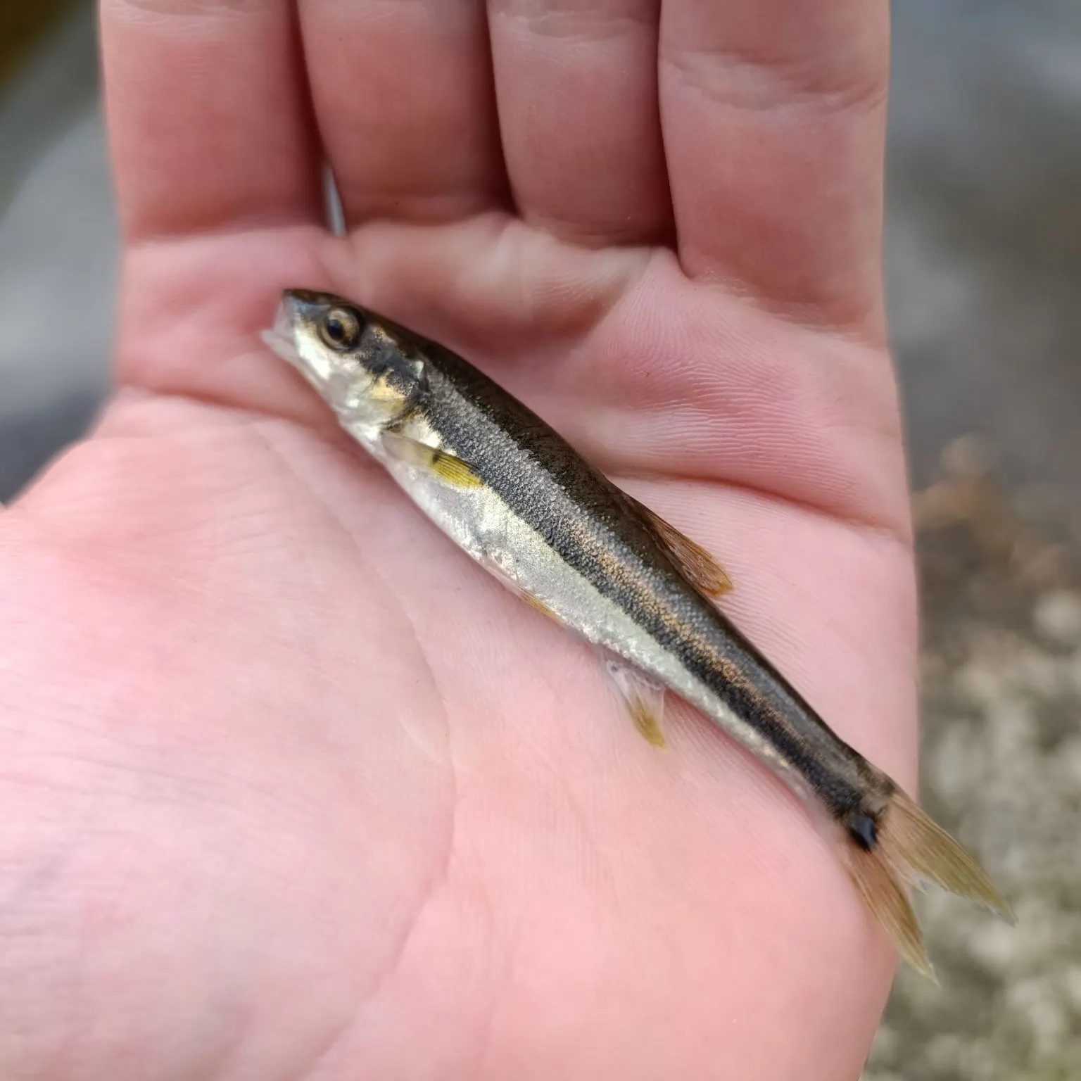 Eurasian minnow caught on Fishbrain