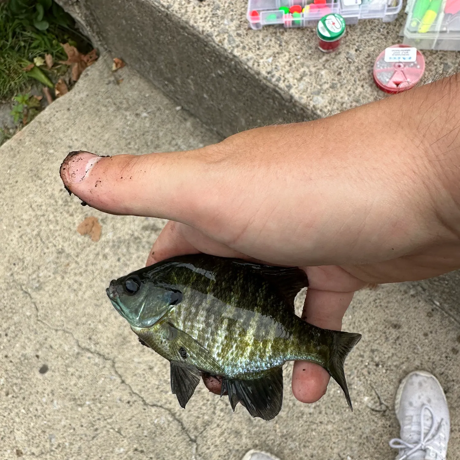 catch