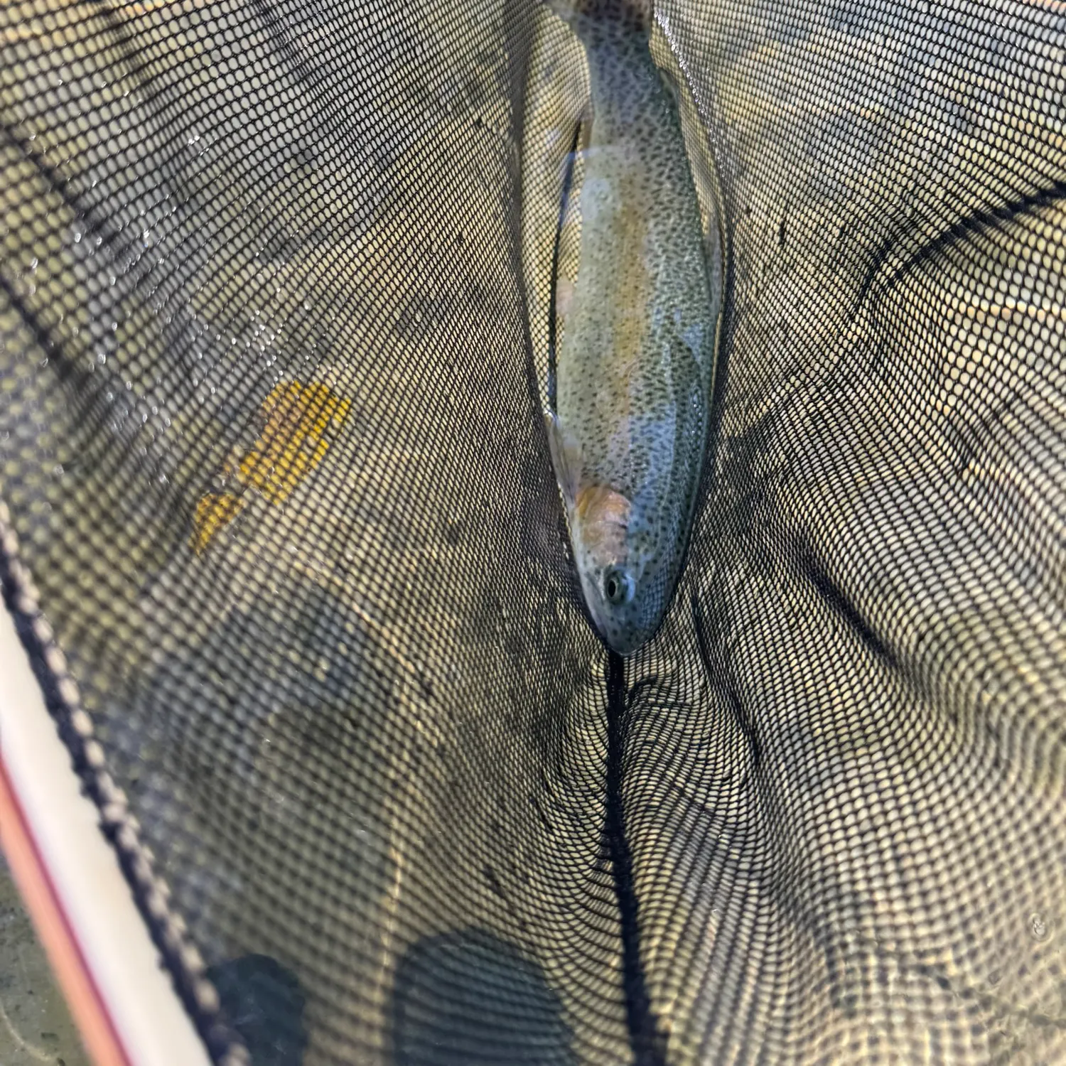 Rainbow trout caught on Fishbrain