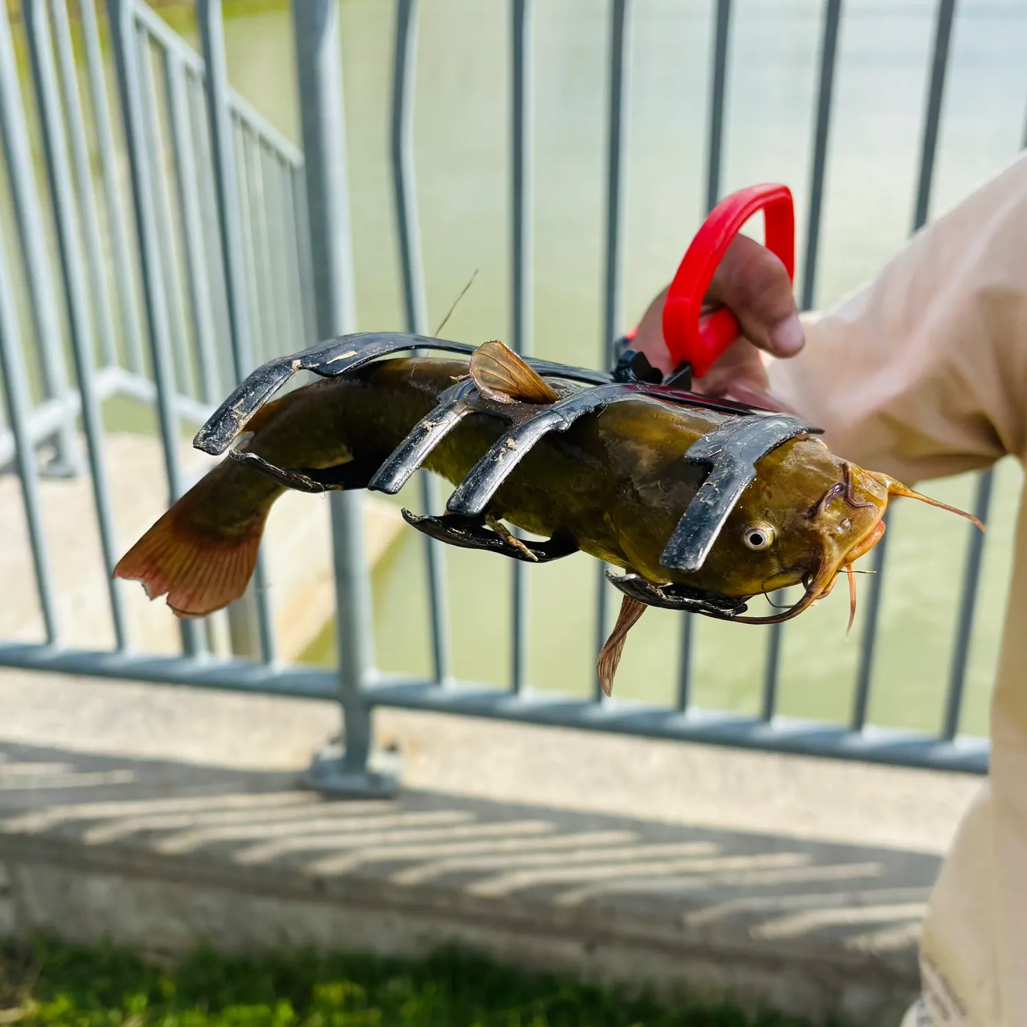 Channel catfish caught on Fishbrain