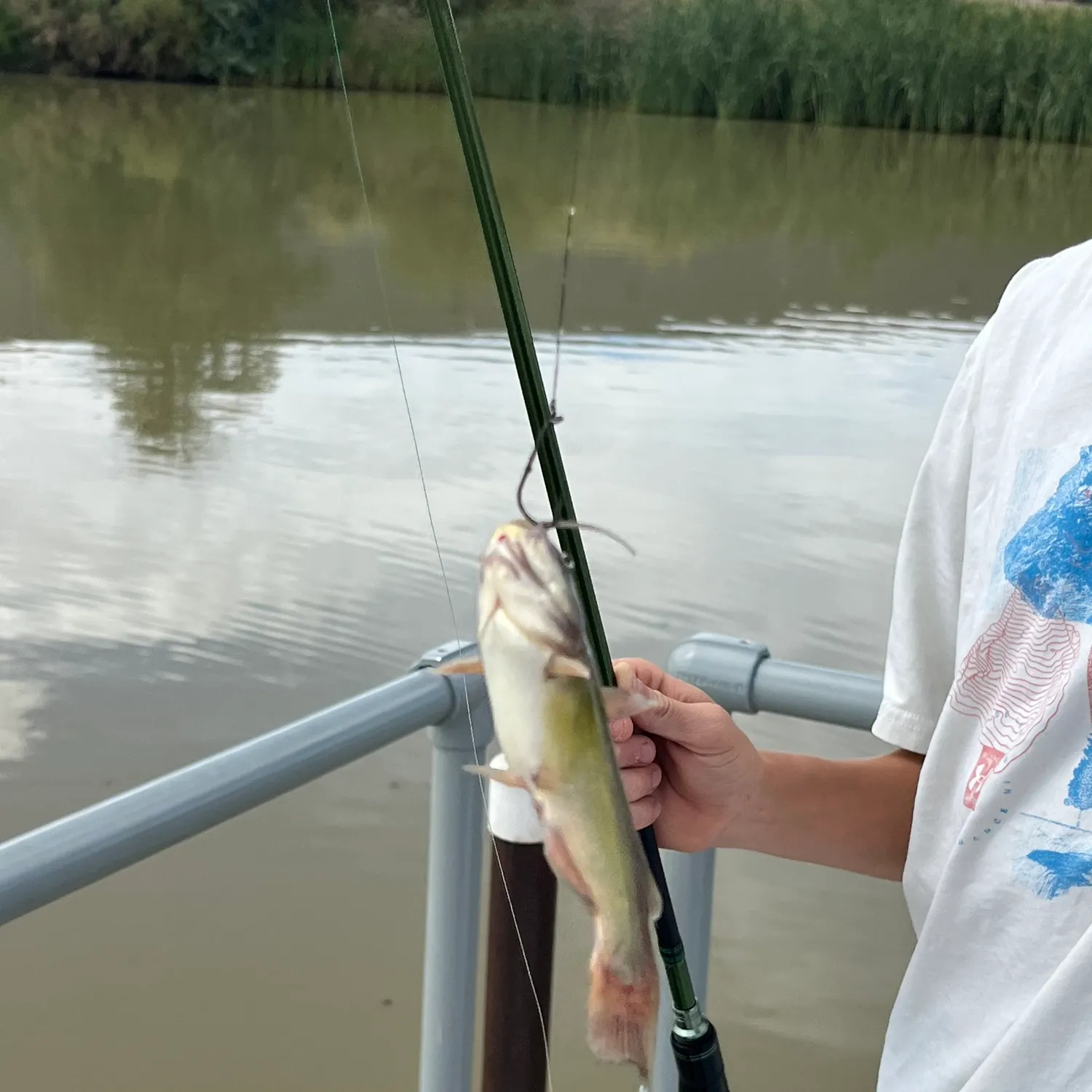 Channel catfish caught on Fishbrain