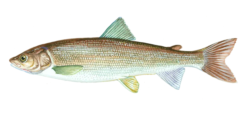 Mountain whitefish