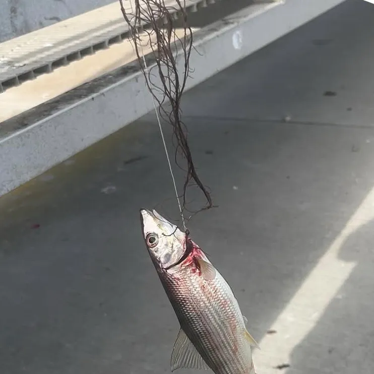The most recent Cortez bonefish catches on Fishbrain