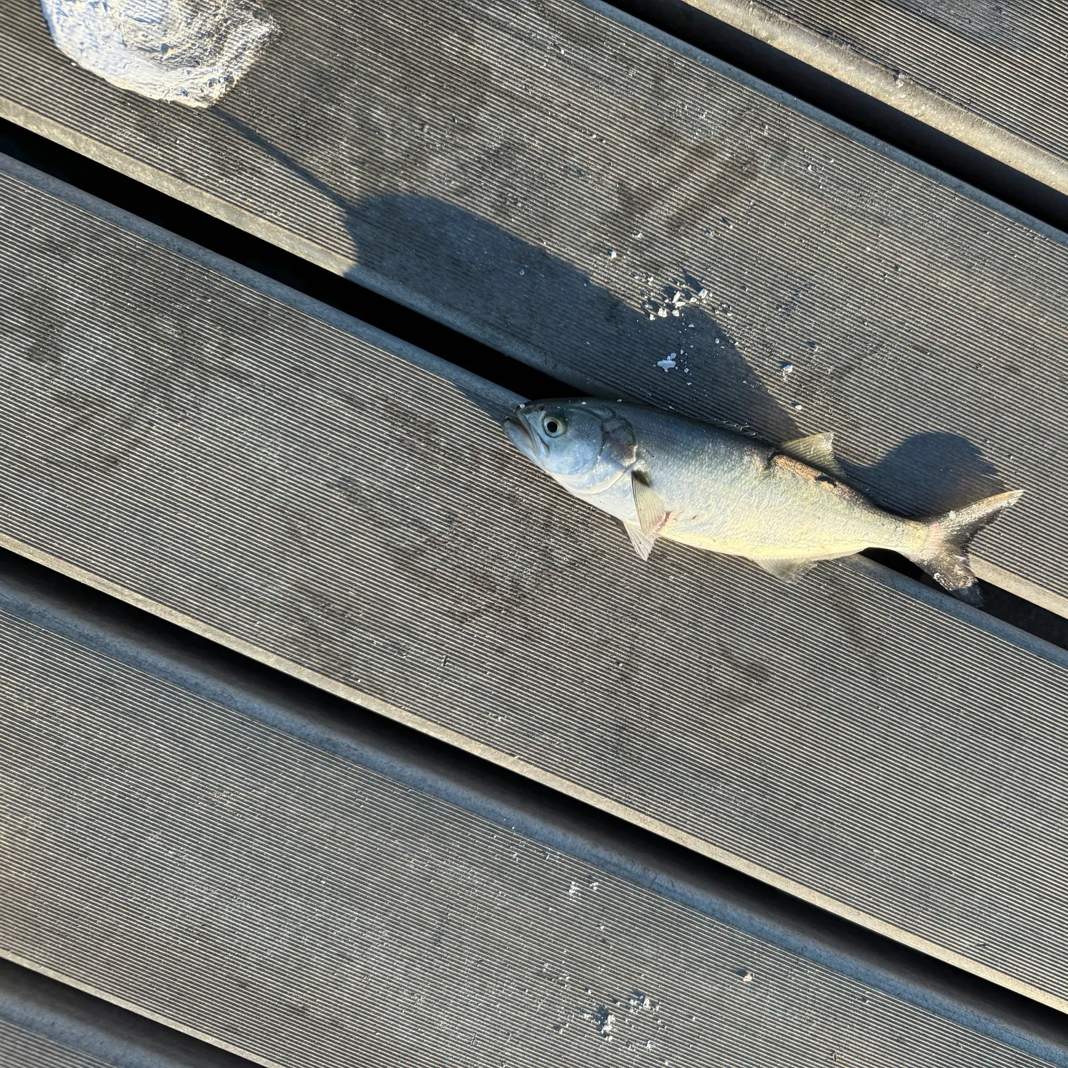 Bluefish caught on Fishbrain