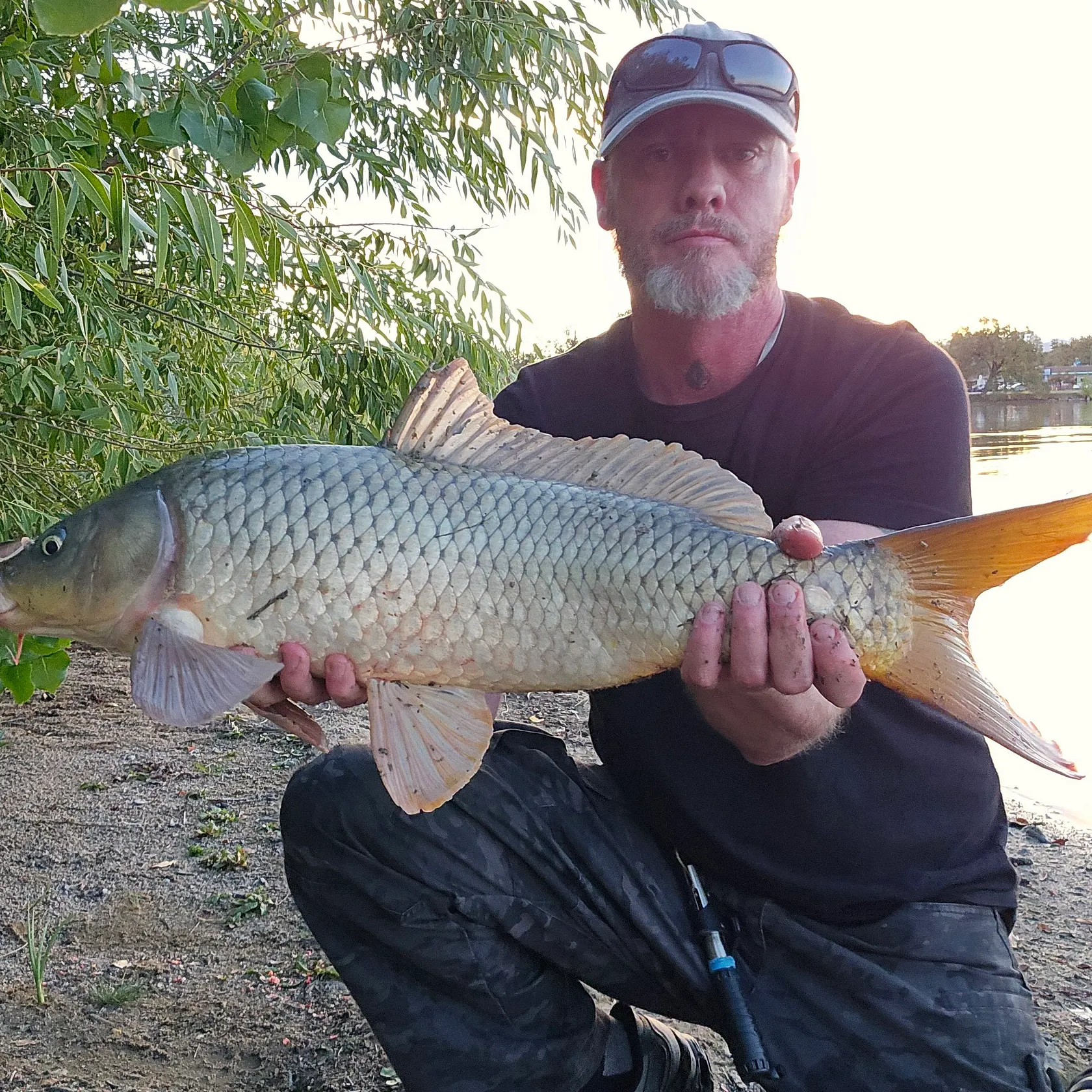 Common carp caught on Fishbrain