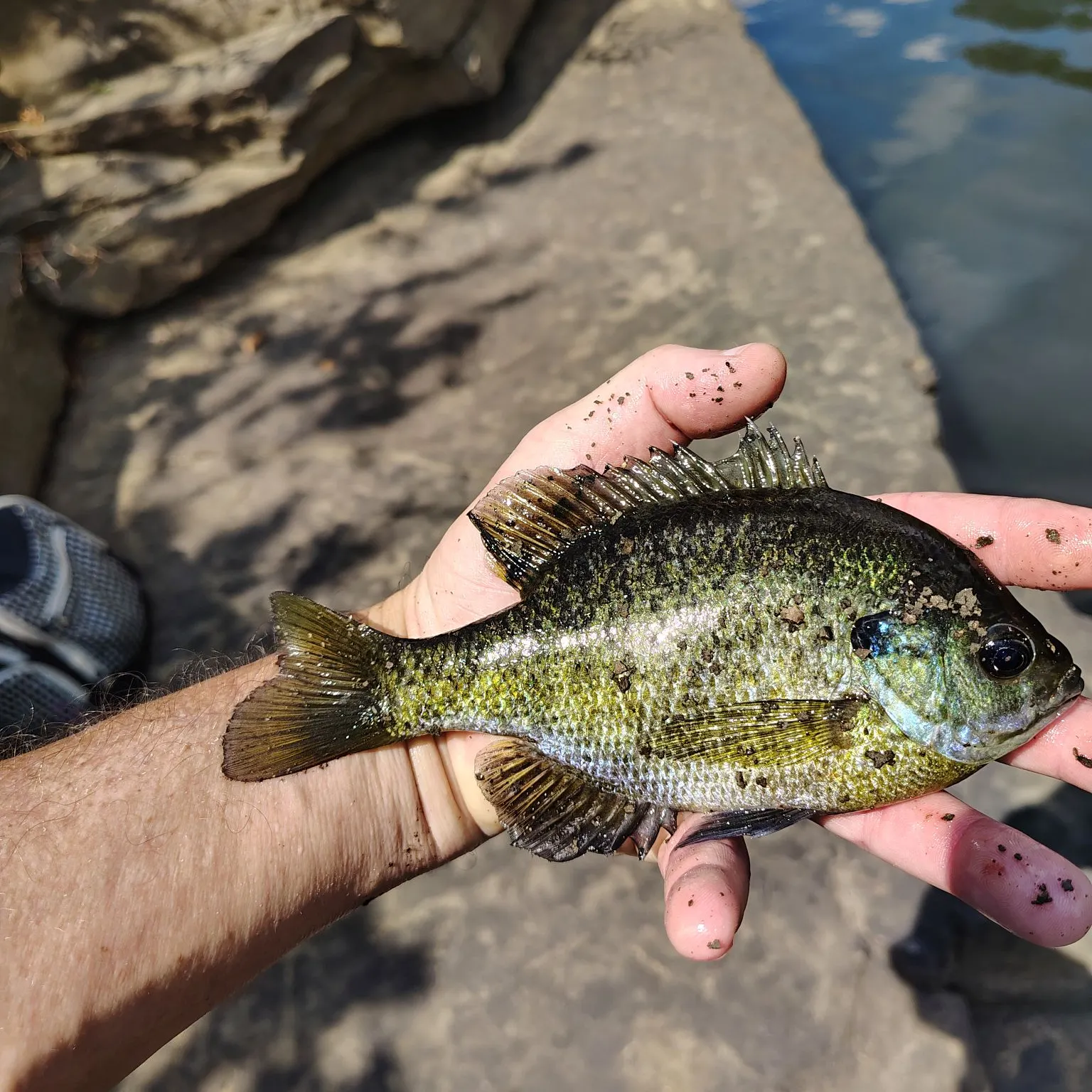 Bluegill caught on Fishbrain