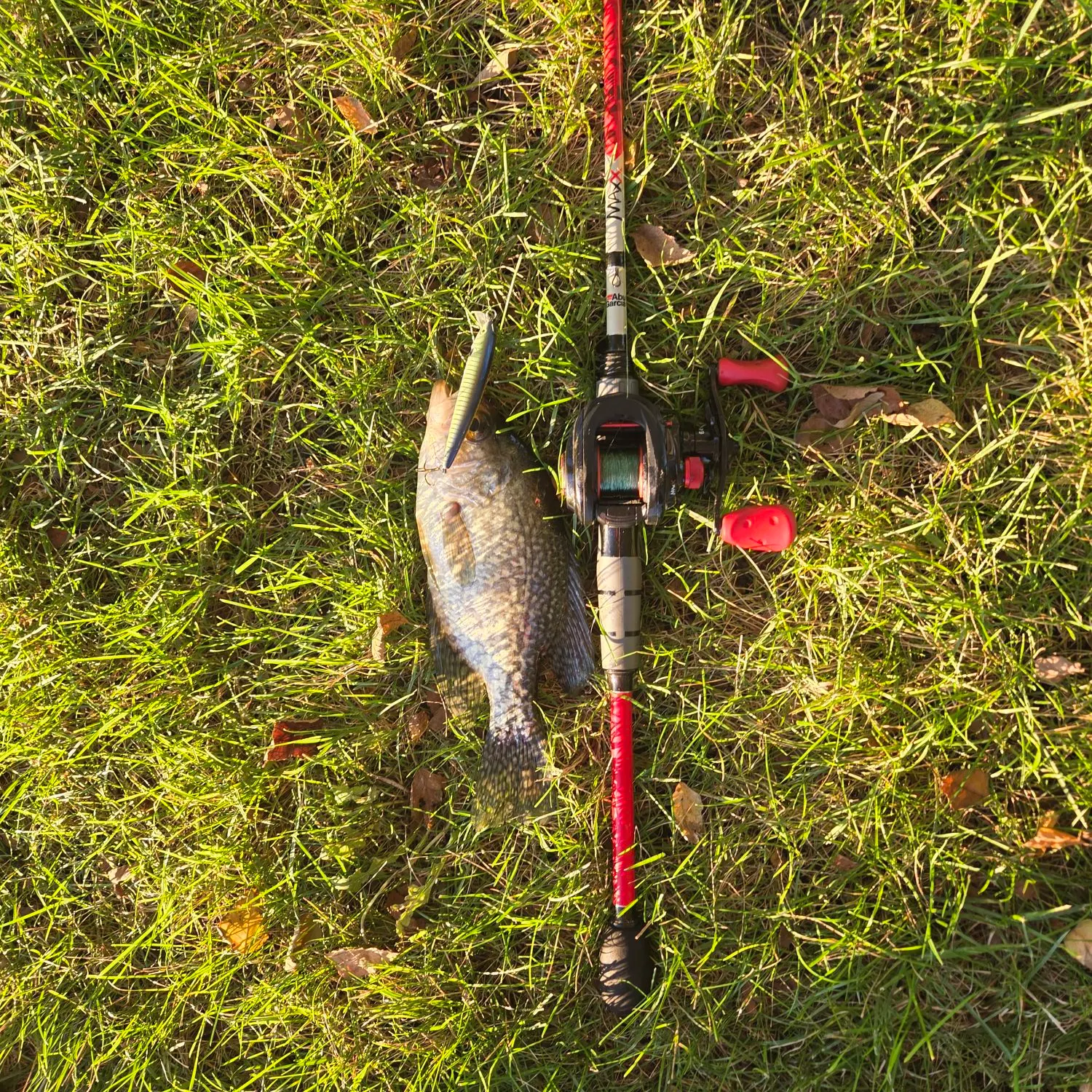 Black crappie caught on Fishbrain