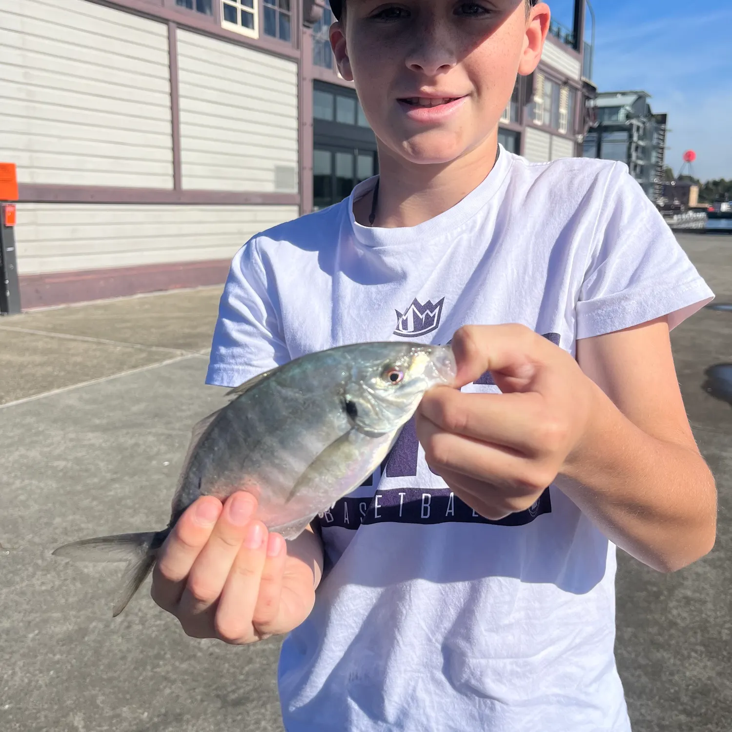The most recent White trevally catches on Fishbrain