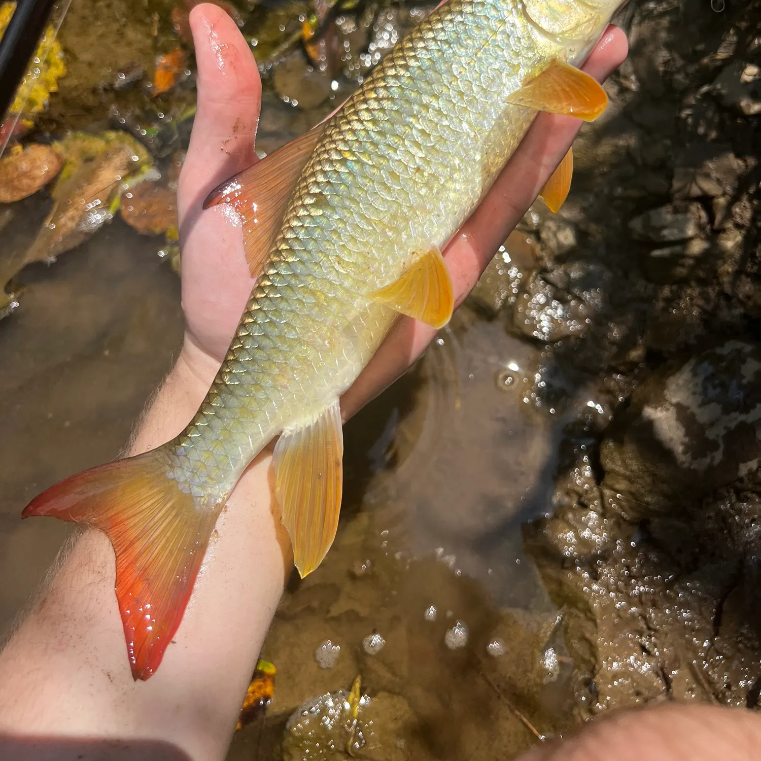 The most recent Smallmouth redhorse catches on Fishbrain