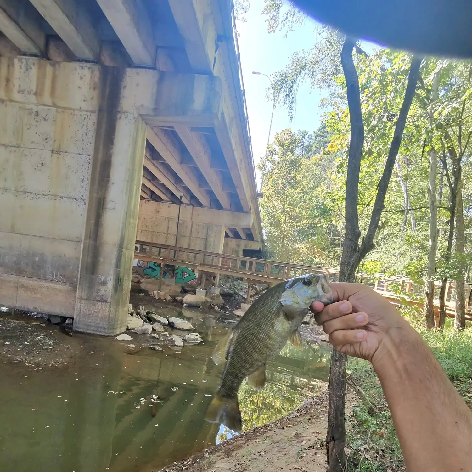 Smallmouth bass caught on Fishbrain