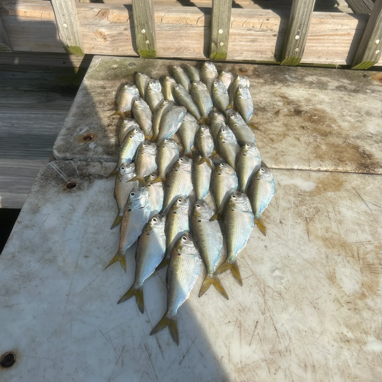 The most recent Greenback horse mackerel catches on Fishbrain