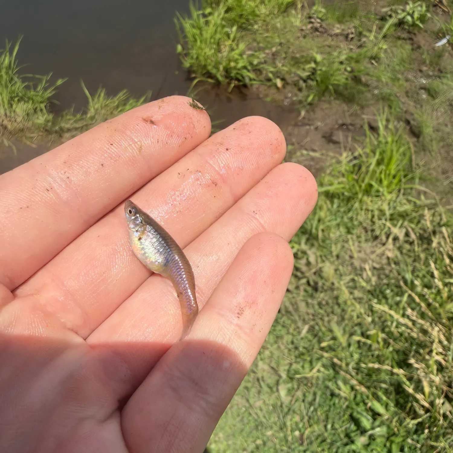 The most recent Eastern silvery minnow catches on Fishbrain