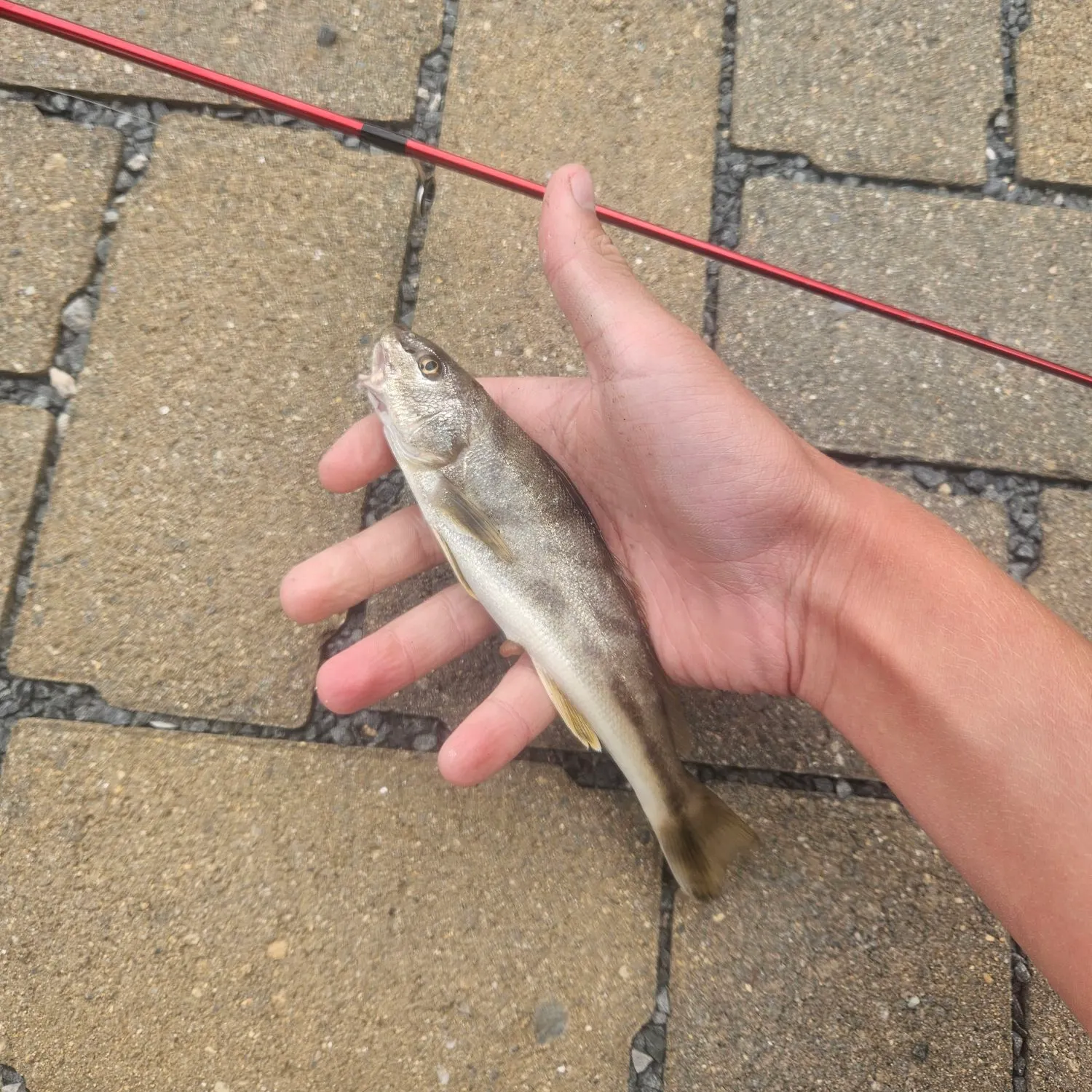Northern kingcroaker caught on Fishbrain