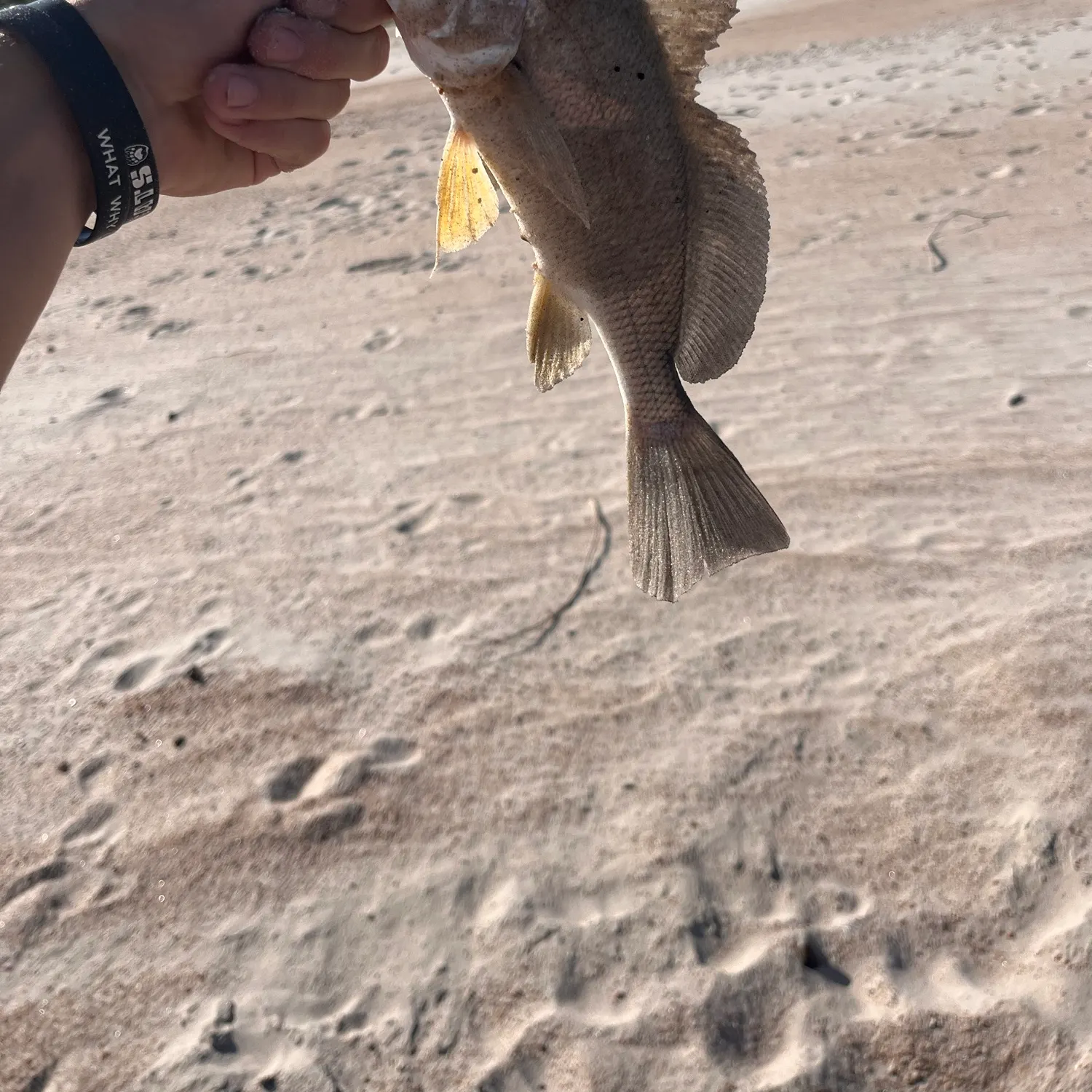 Freshwater drum caught on Fishbrain