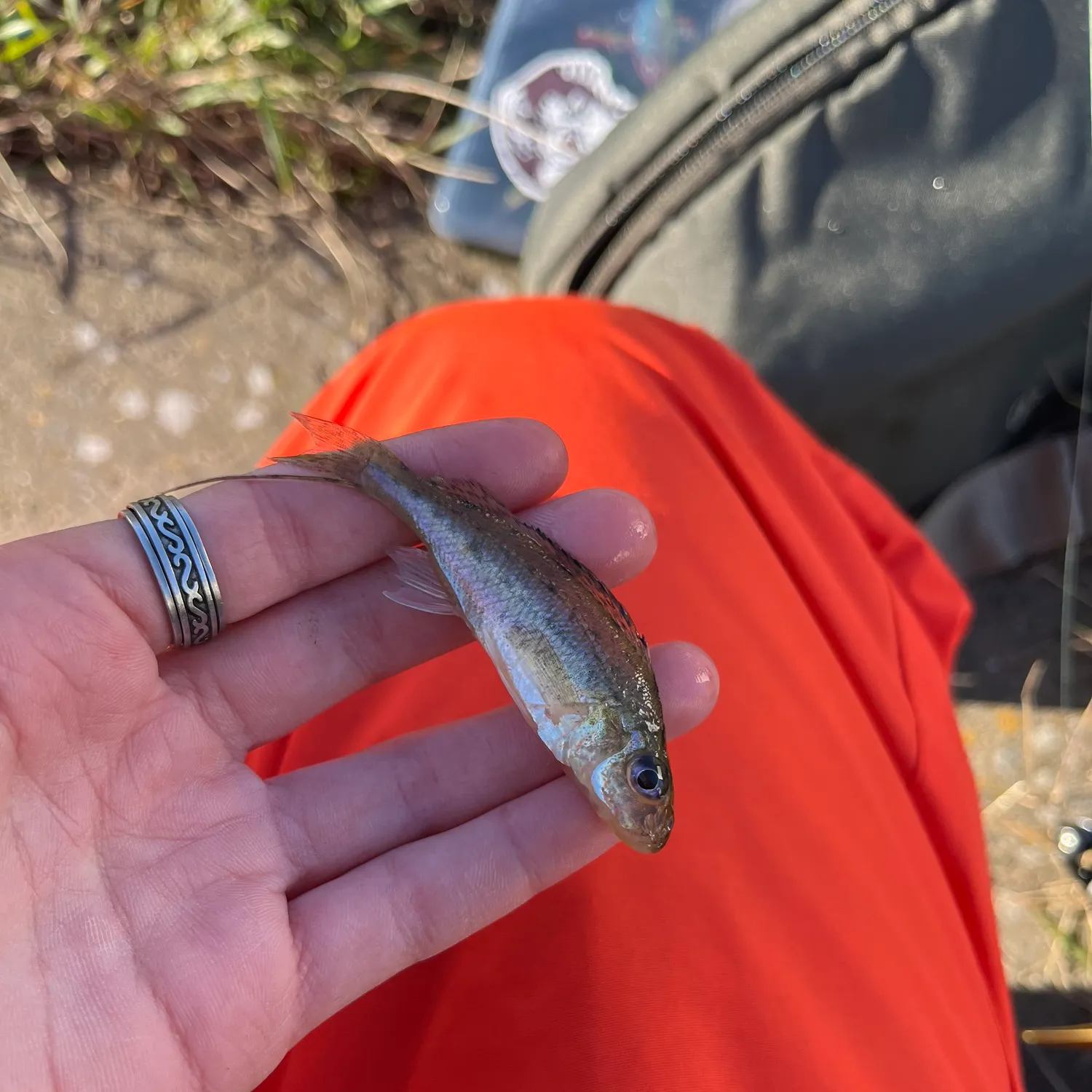 The most recent Eurasian ruffe catches on Fishbrain