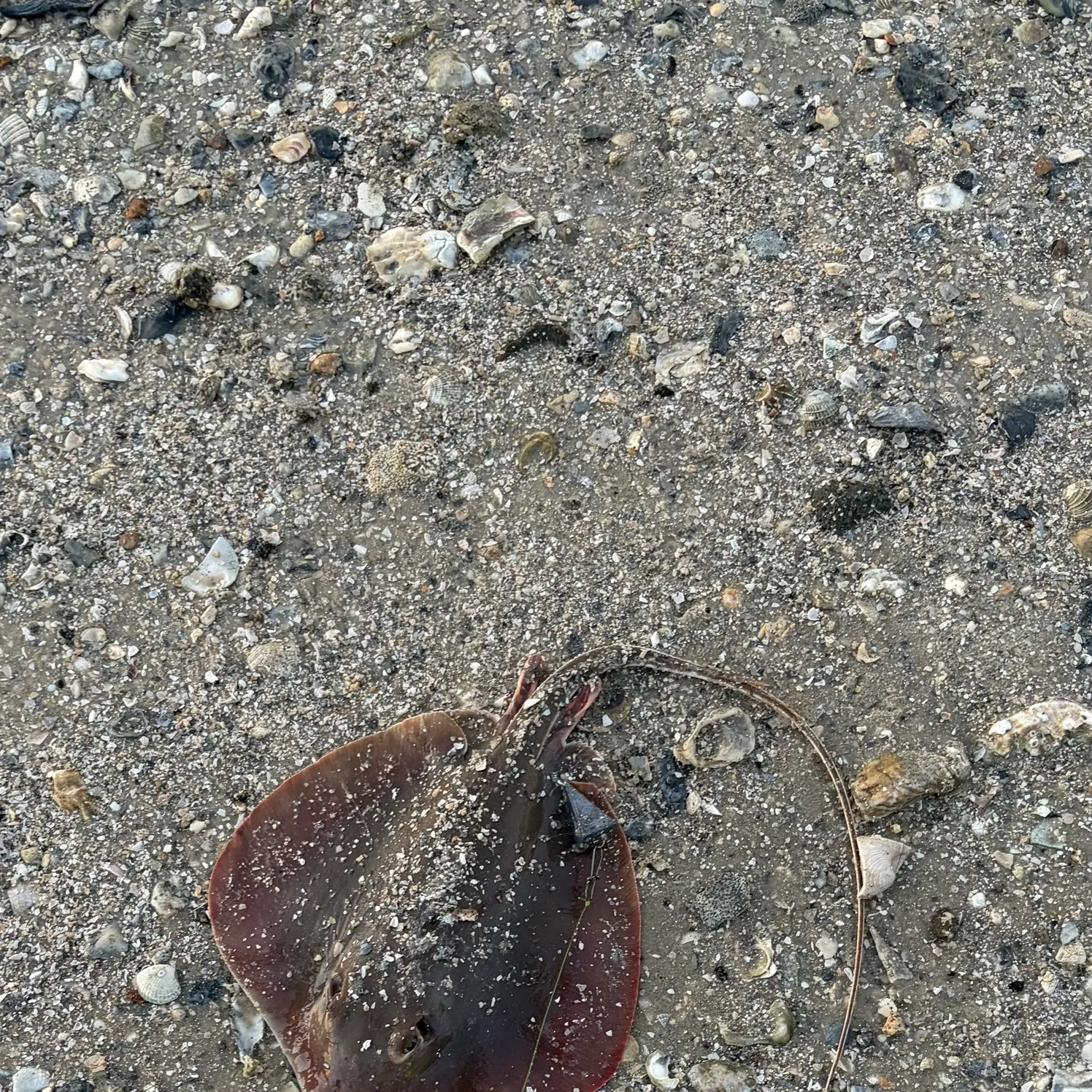 The most recent Starry ray catches on Fishbrain