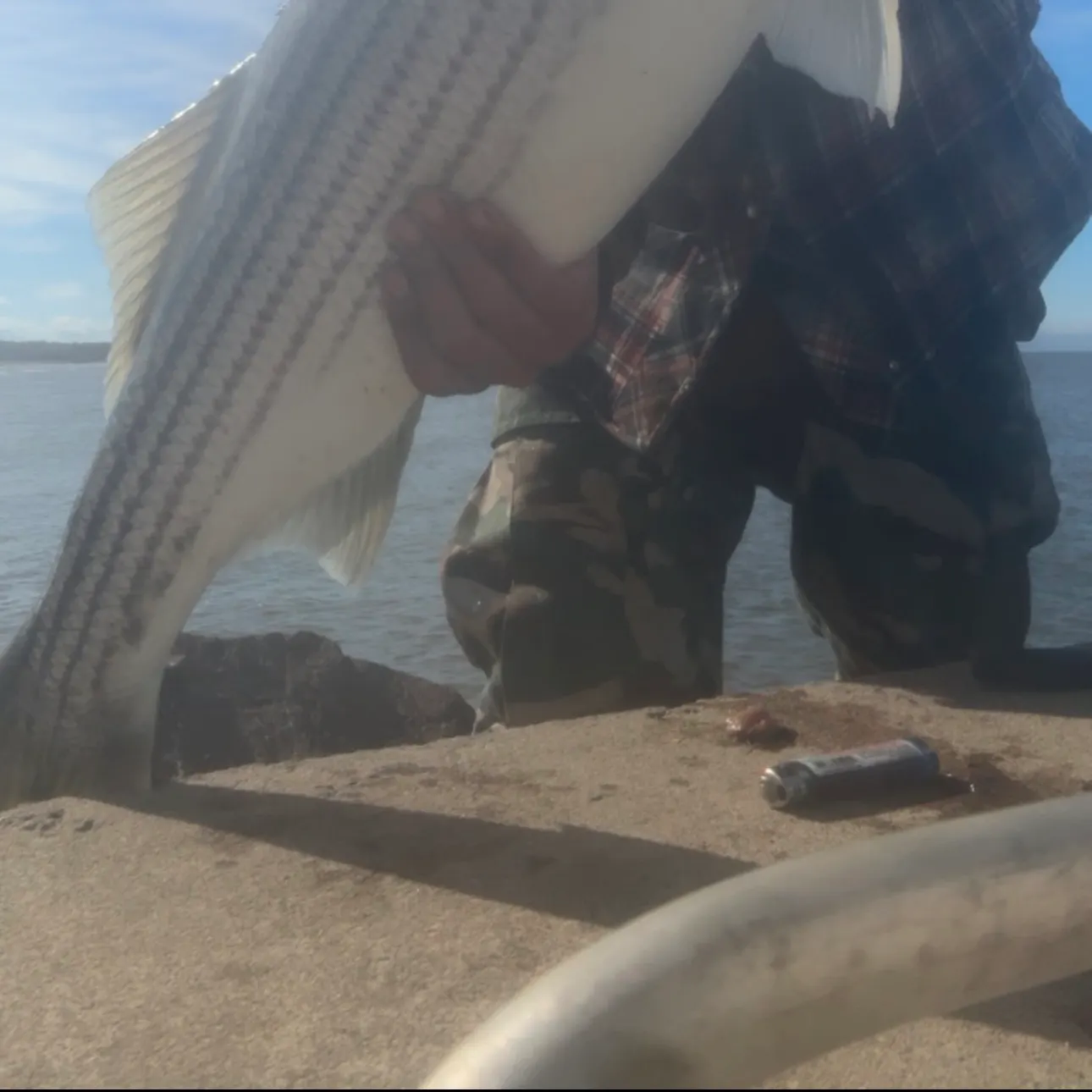 Striped bass caught on Fishbrain