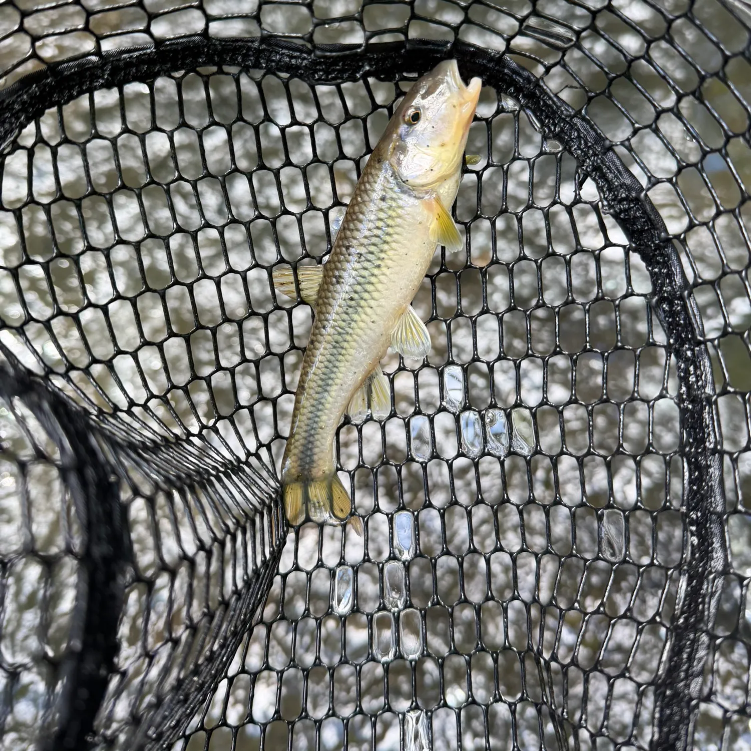 River chub caught on Fishbrain