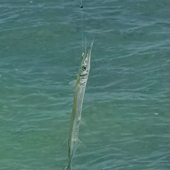 The most recent Atlantic needlefish catches on Fishbrain