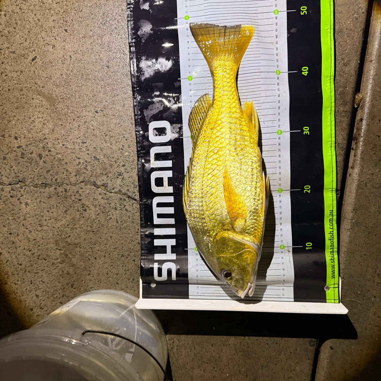 The most recent Javelin grunter catches on Fishbrain