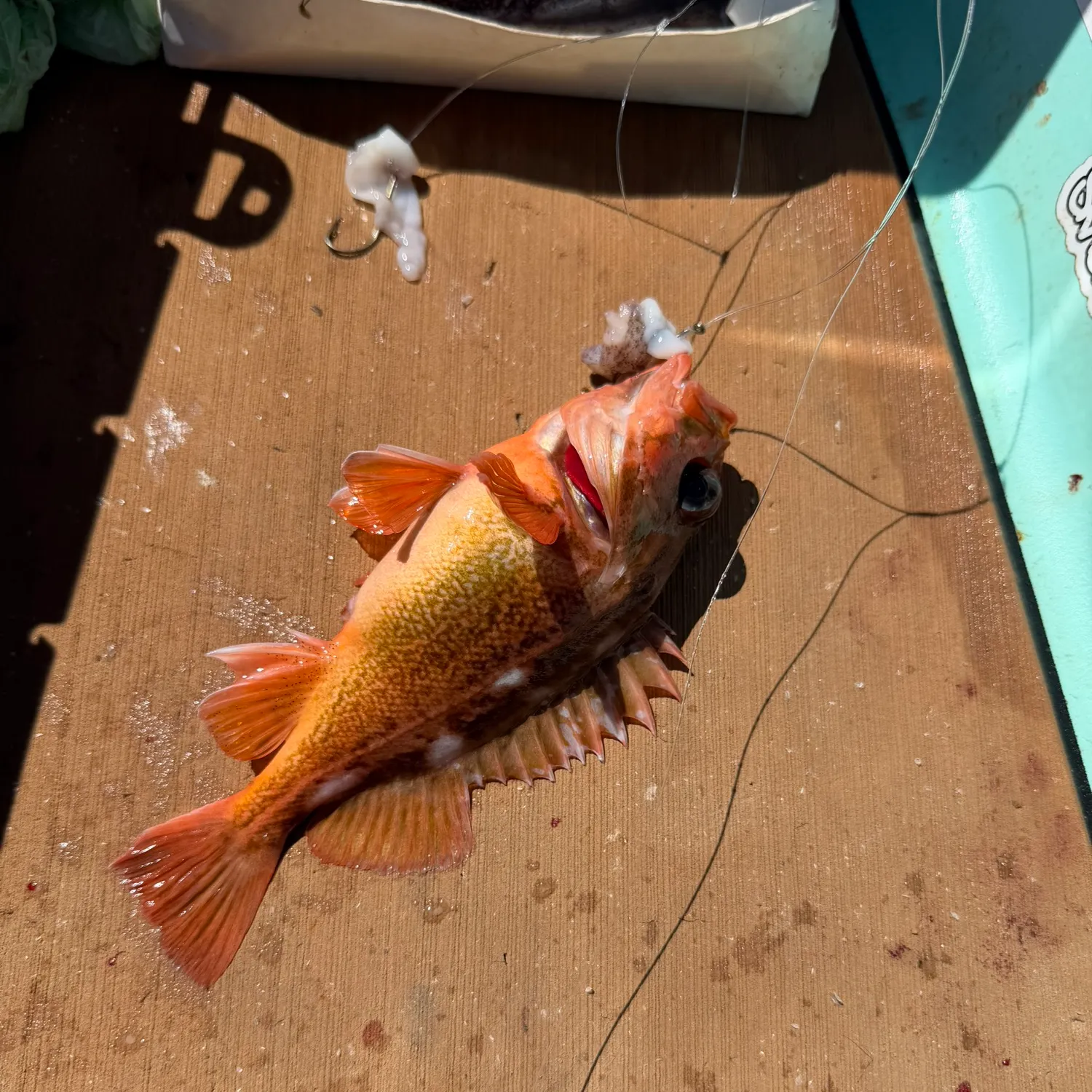 The most recent Honeycomb rockfish catches on Fishbrain