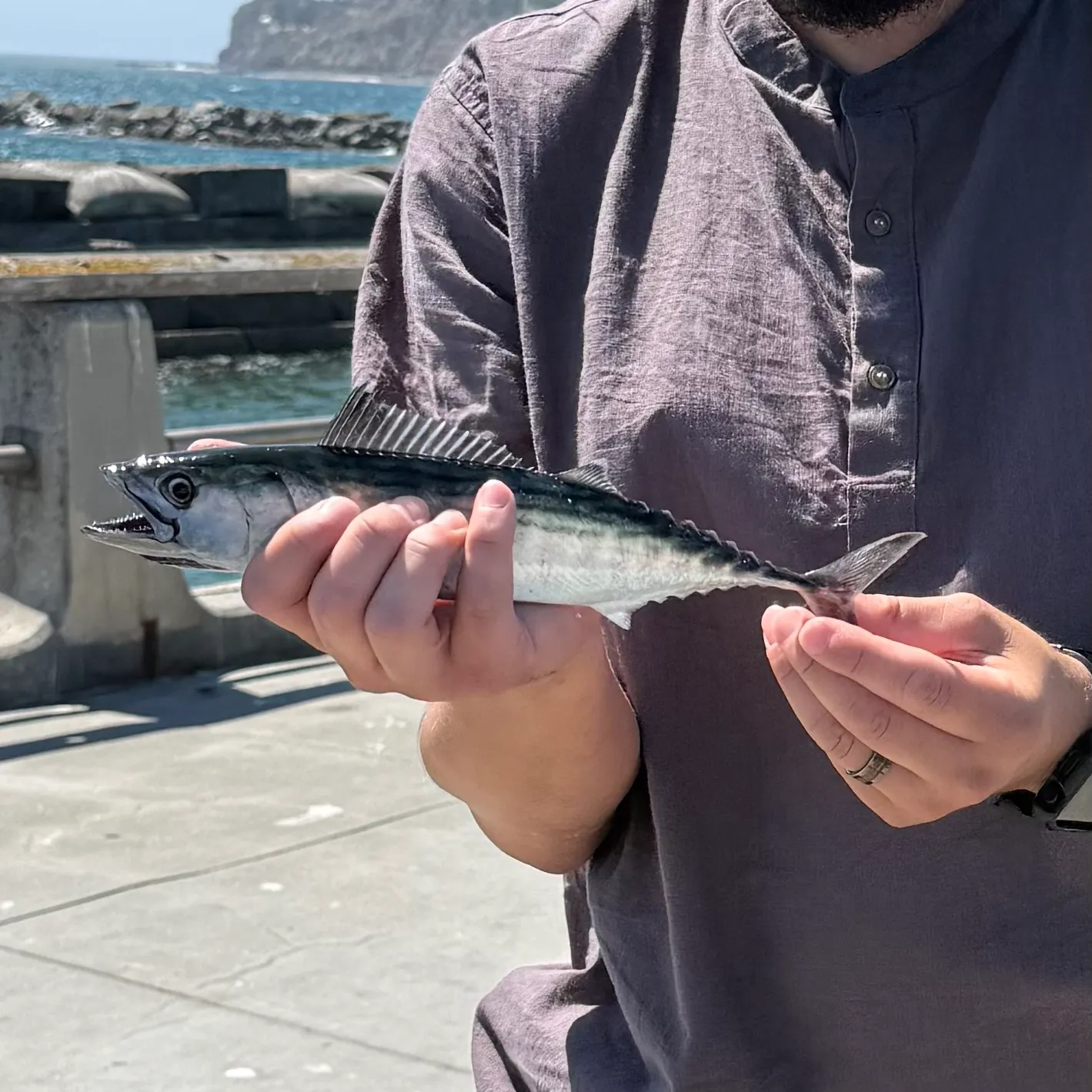 The most recent Leaping bonito catches on Fishbrain