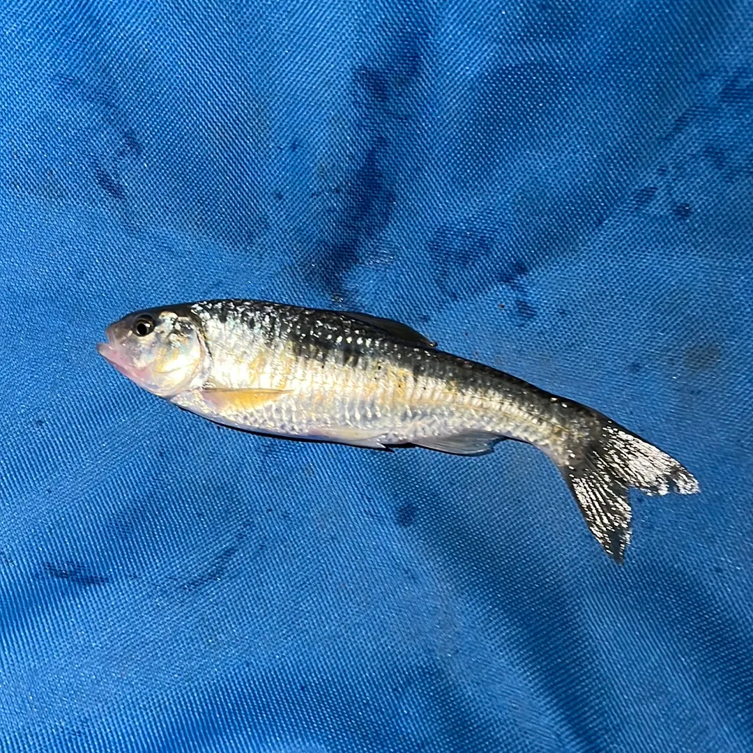 The most recent Common shiner catches on Fishbrain