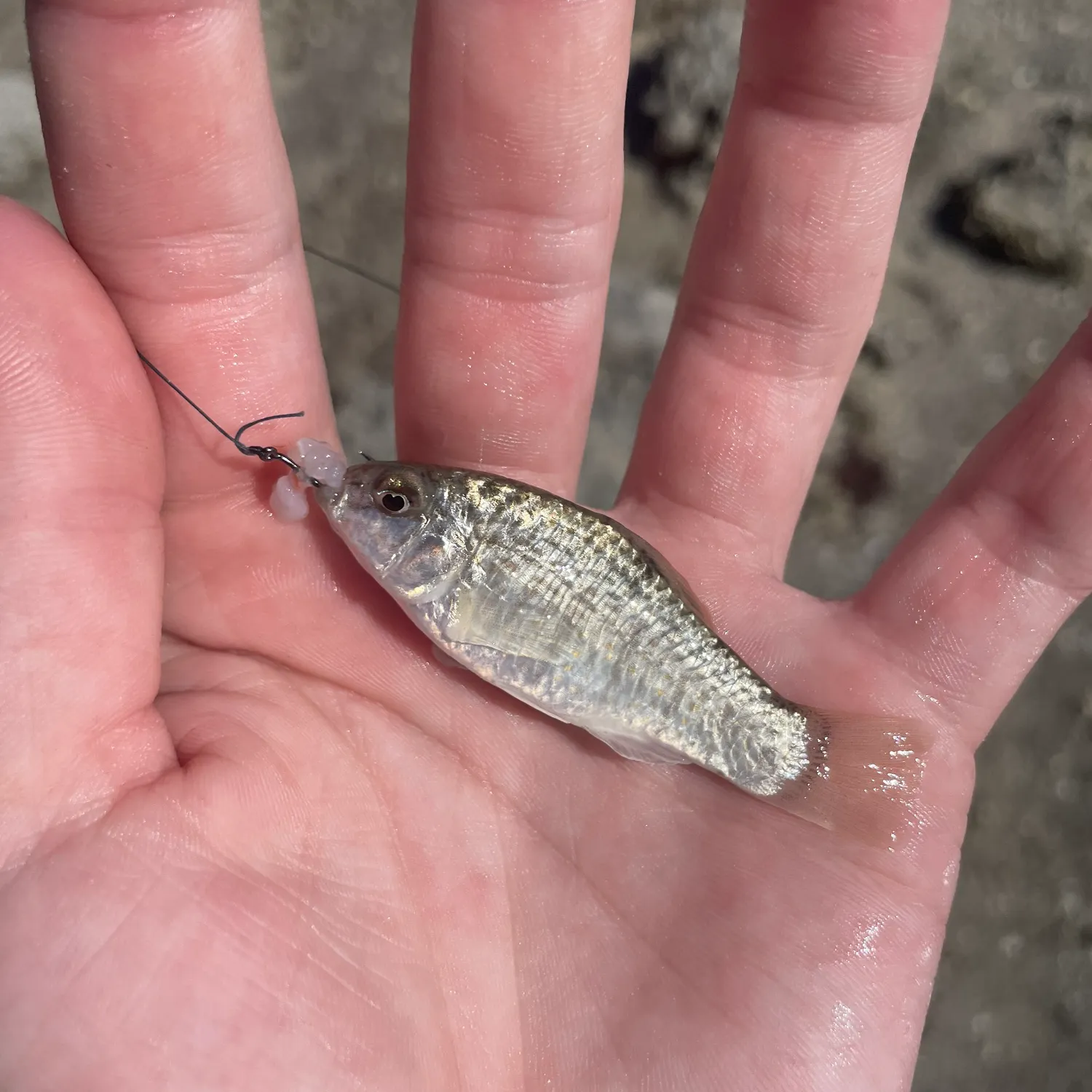 The most recent Sheepshead minnow catches on Fishbrain