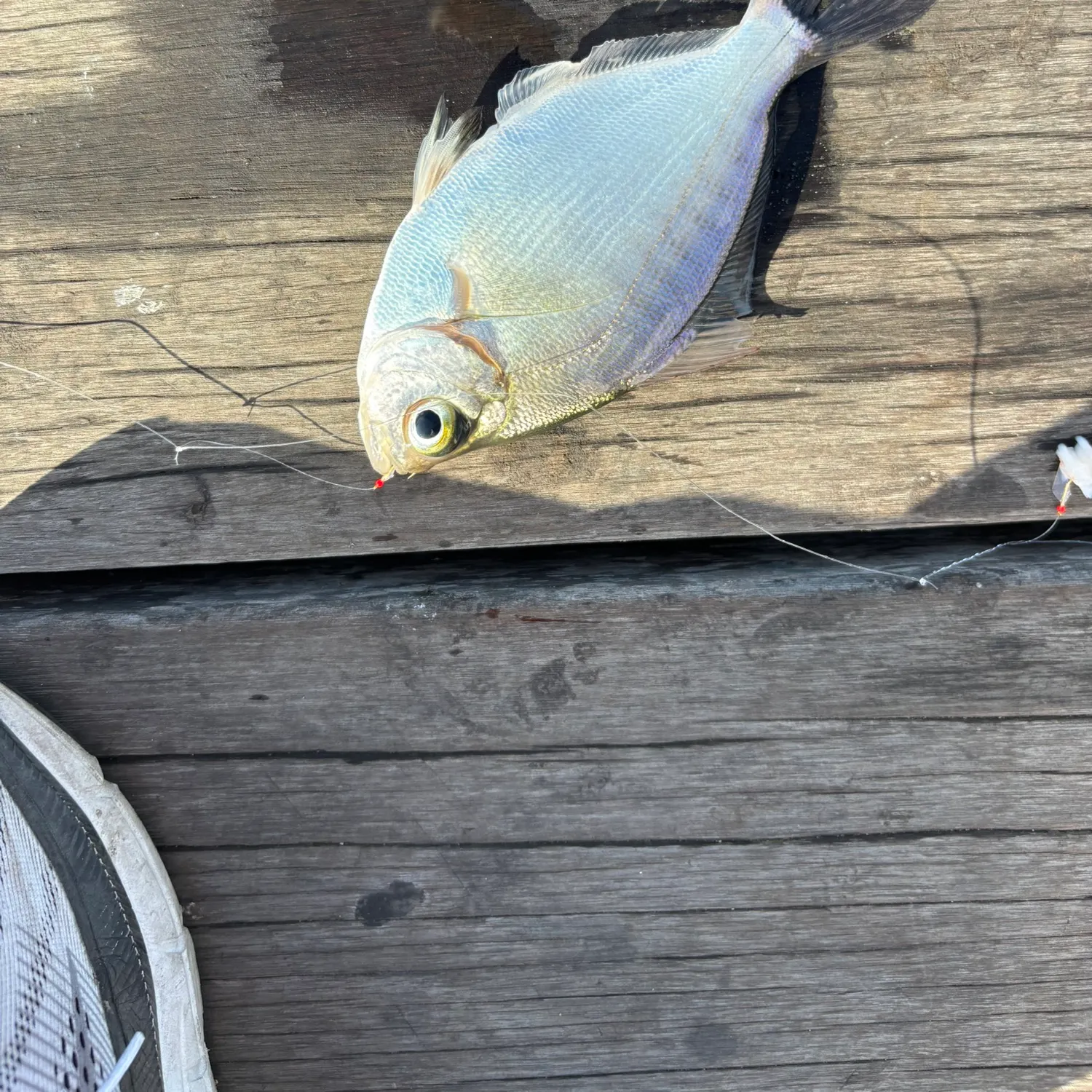 The most recent Walleye surfperch catches on Fishbrain