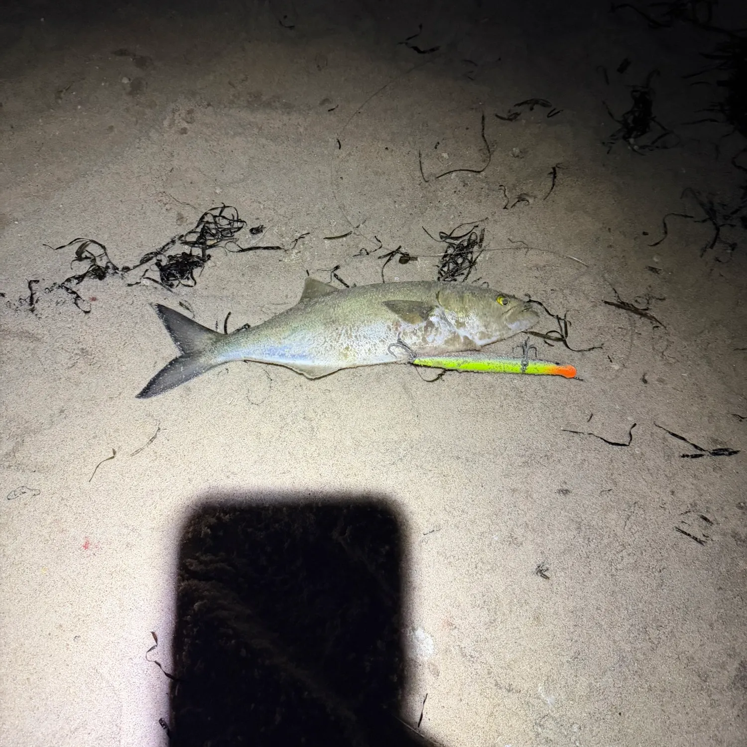 Bluefish caught on Fishbrain