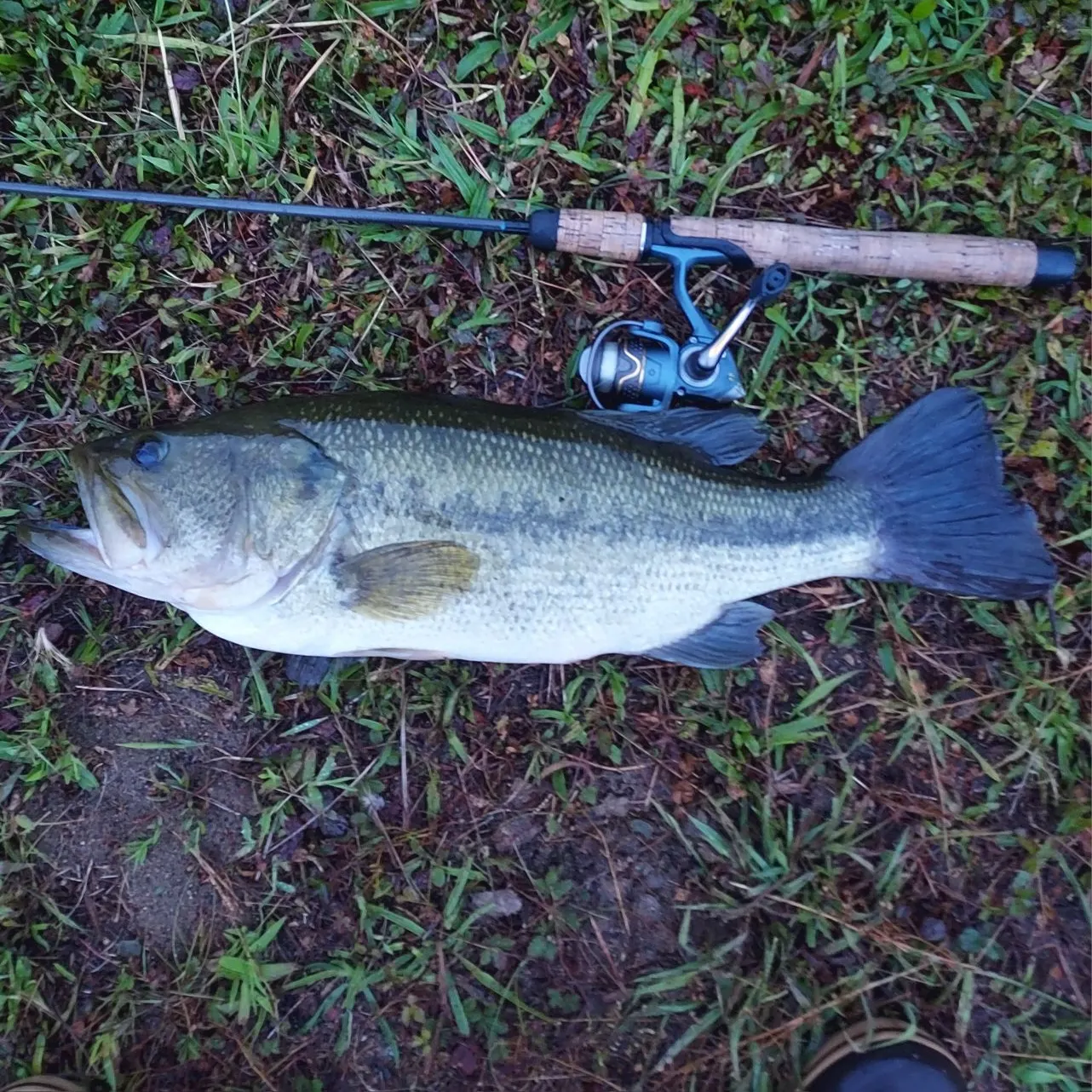 Largemouth bass caught on Fishbrain
