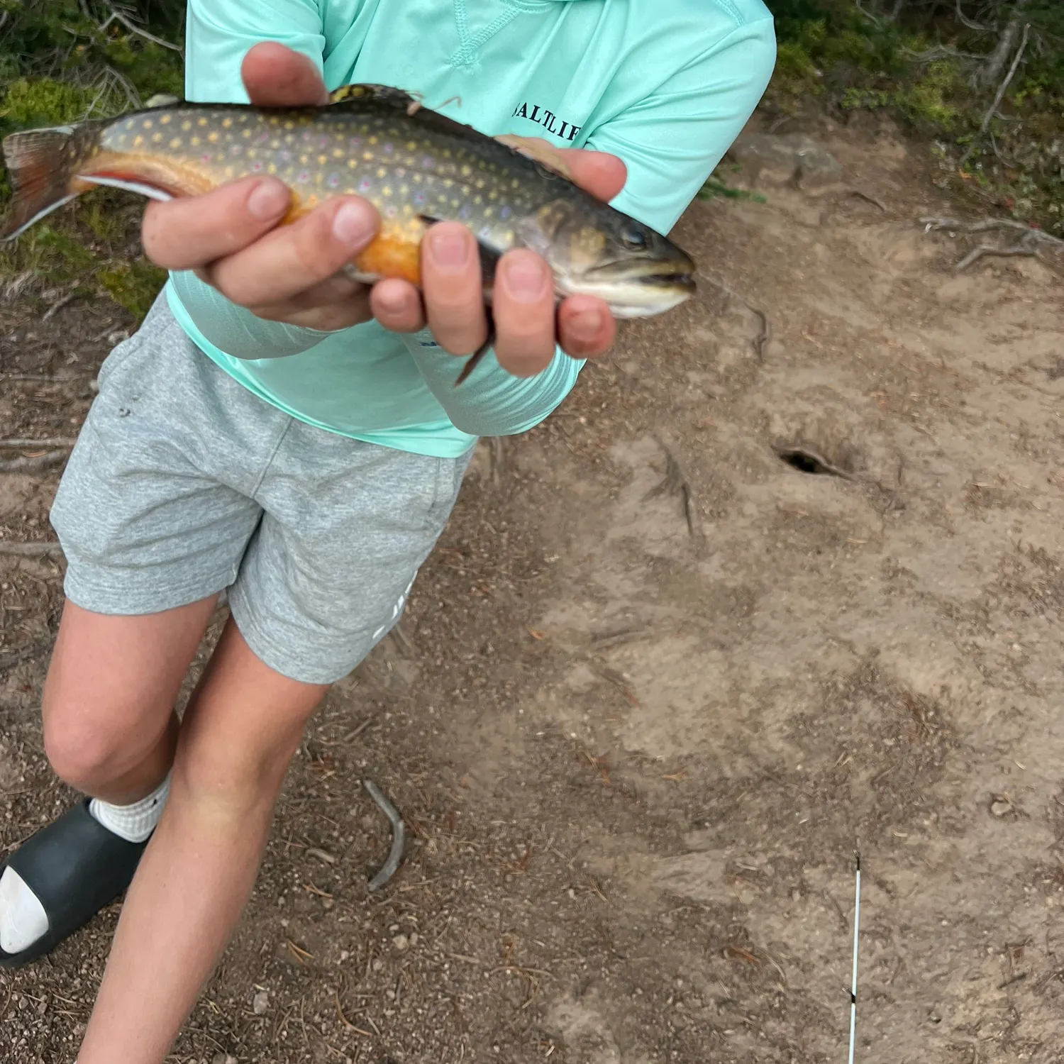 Brook trout caught on Fishbrain