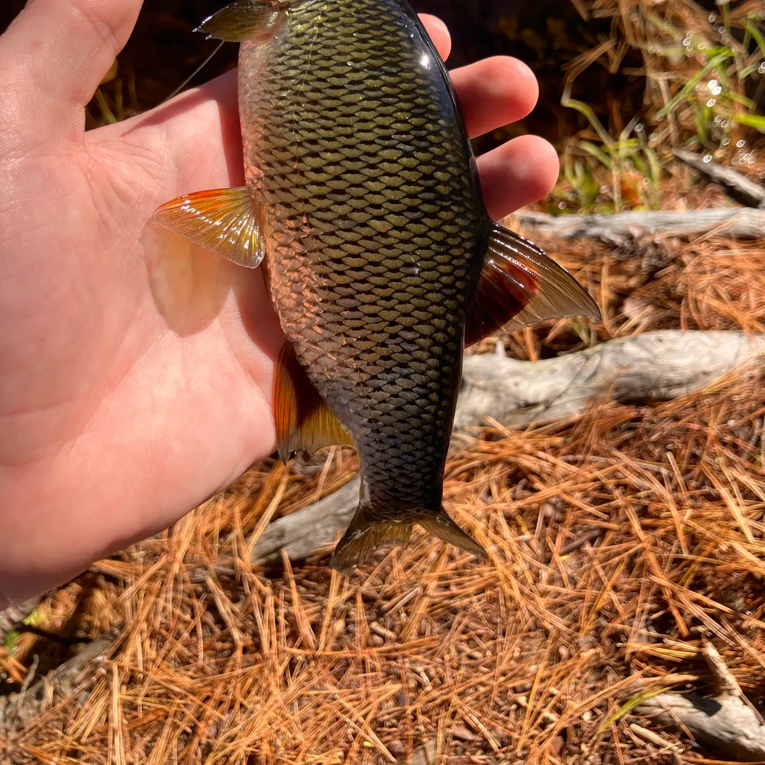 Golden shiner caught on Fishbrain