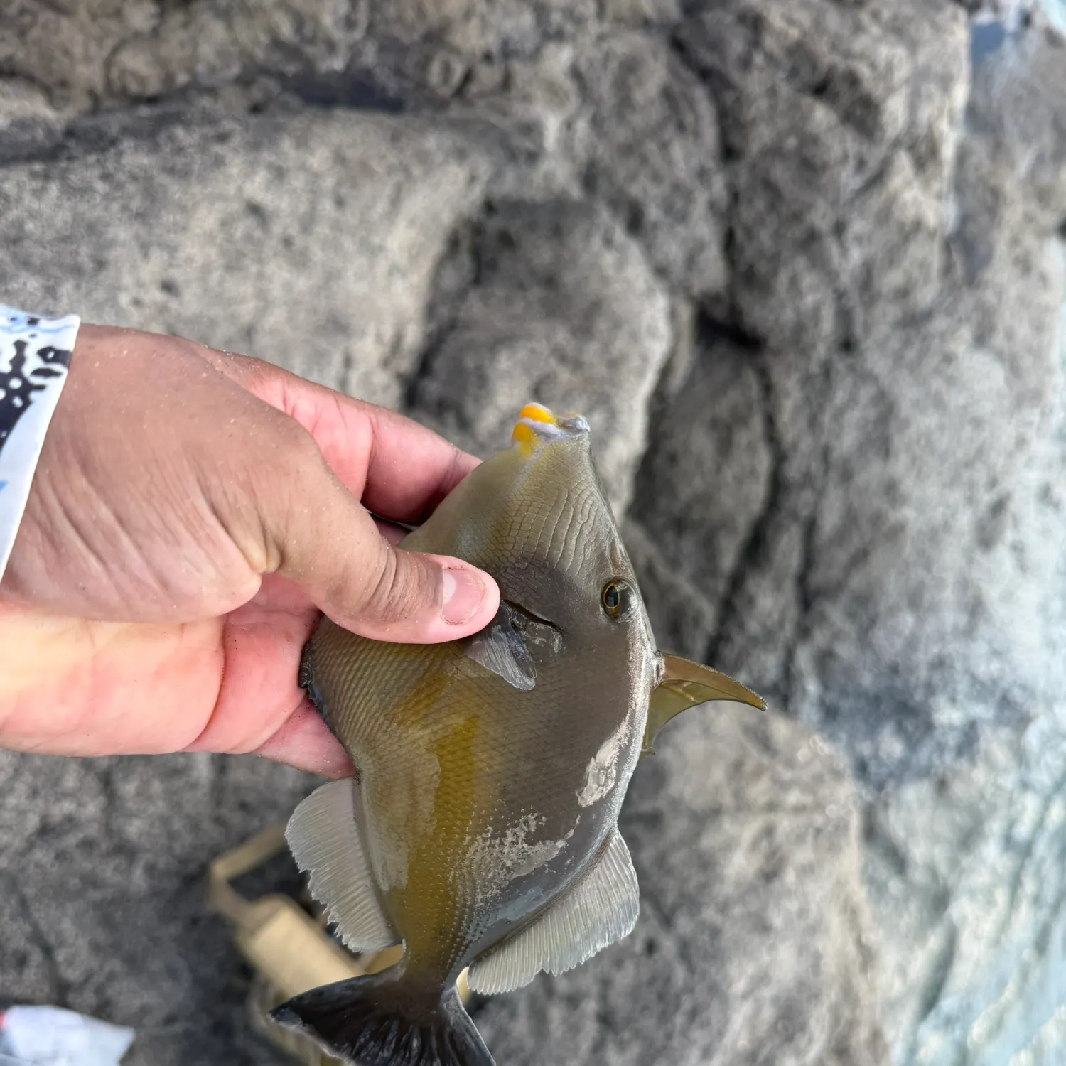 The most recent Orangeside triggerfish catches on Fishbrain
