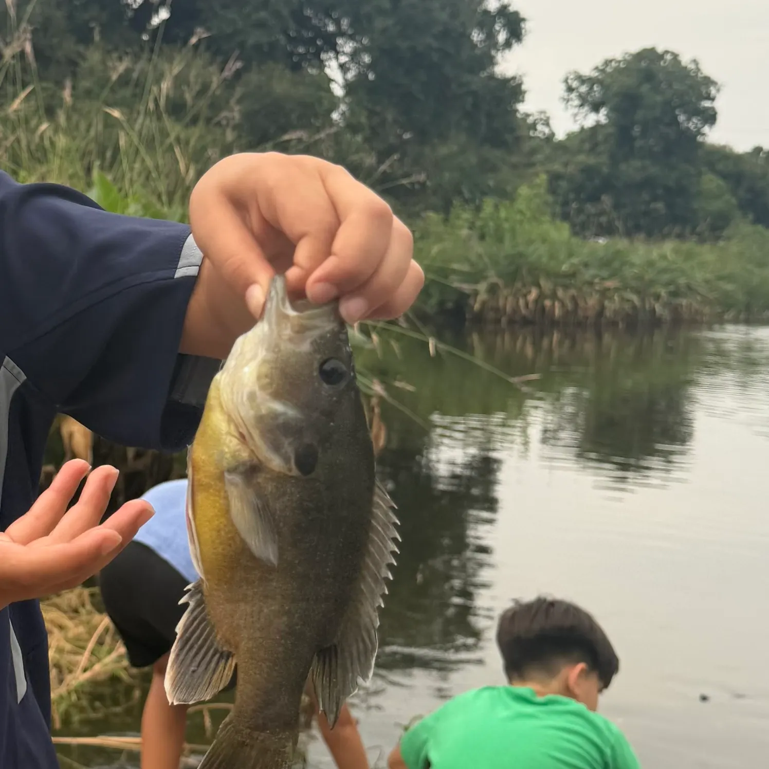 Green sunfish caught on Fishbrain