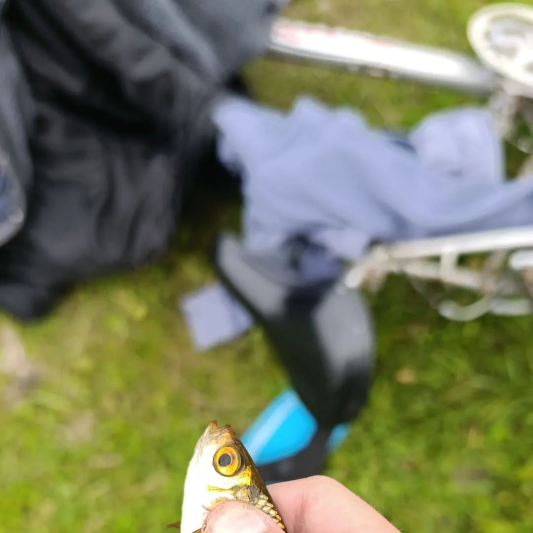 Common roach caught on Fishbrain