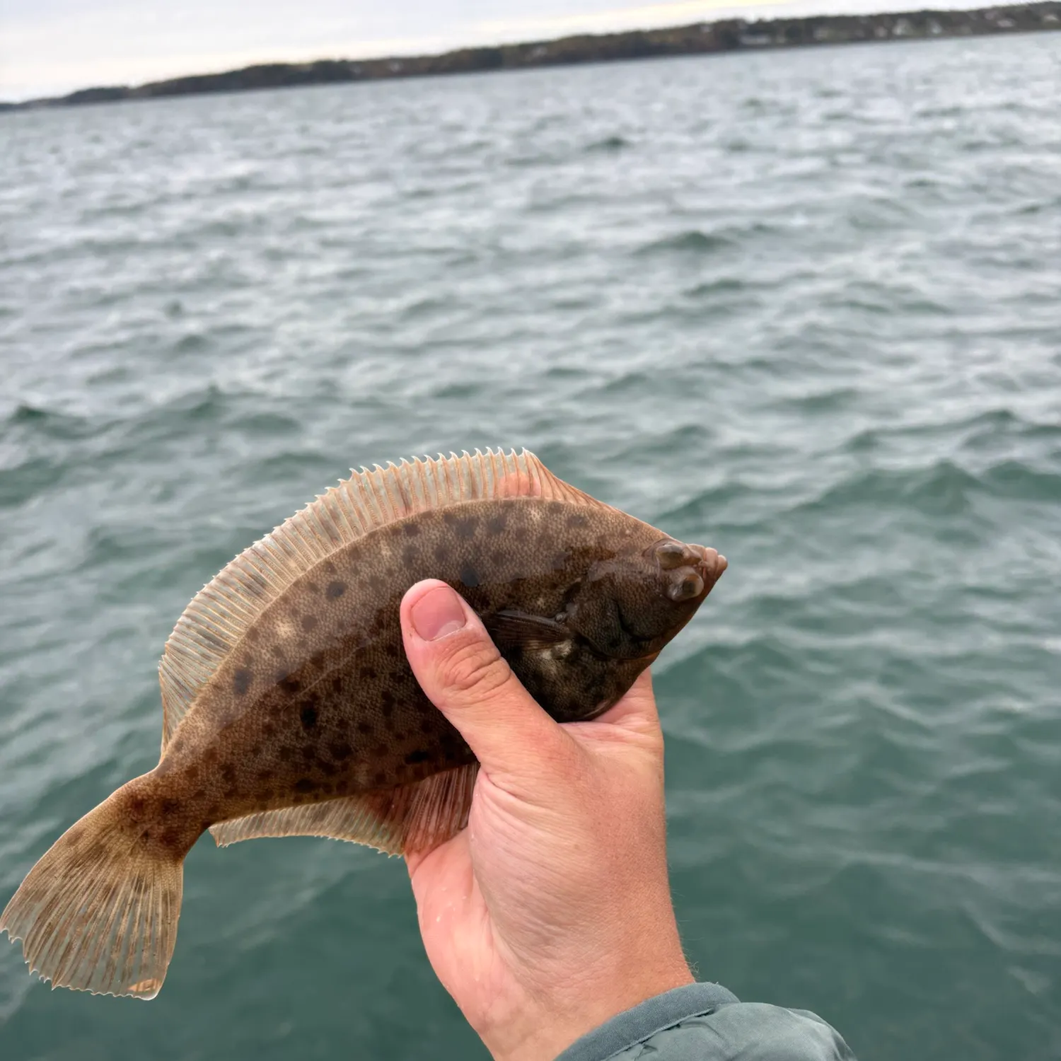 Winter flounder caught on Fishbrain
