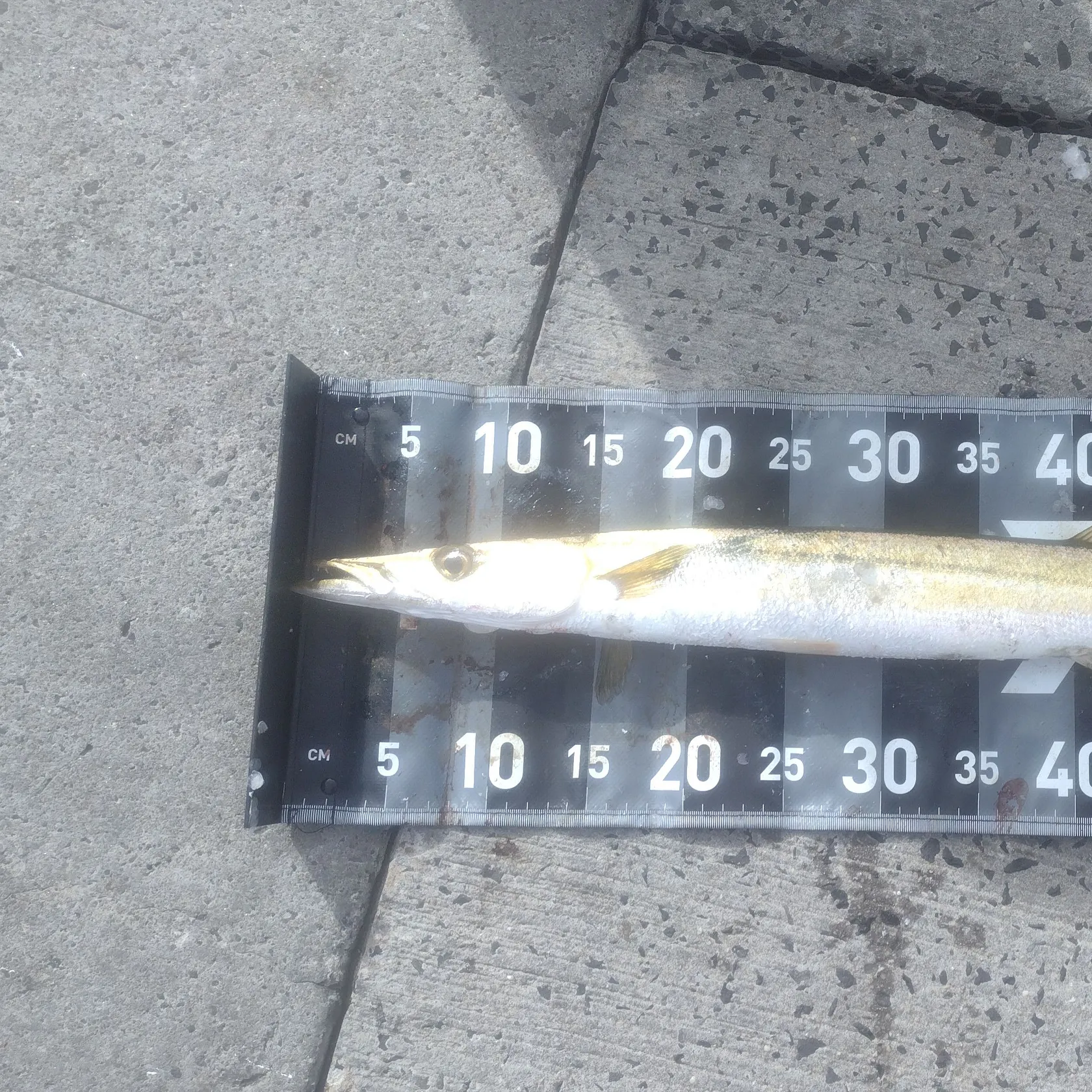 The most recent Australian barracuda catches on Fishbrain