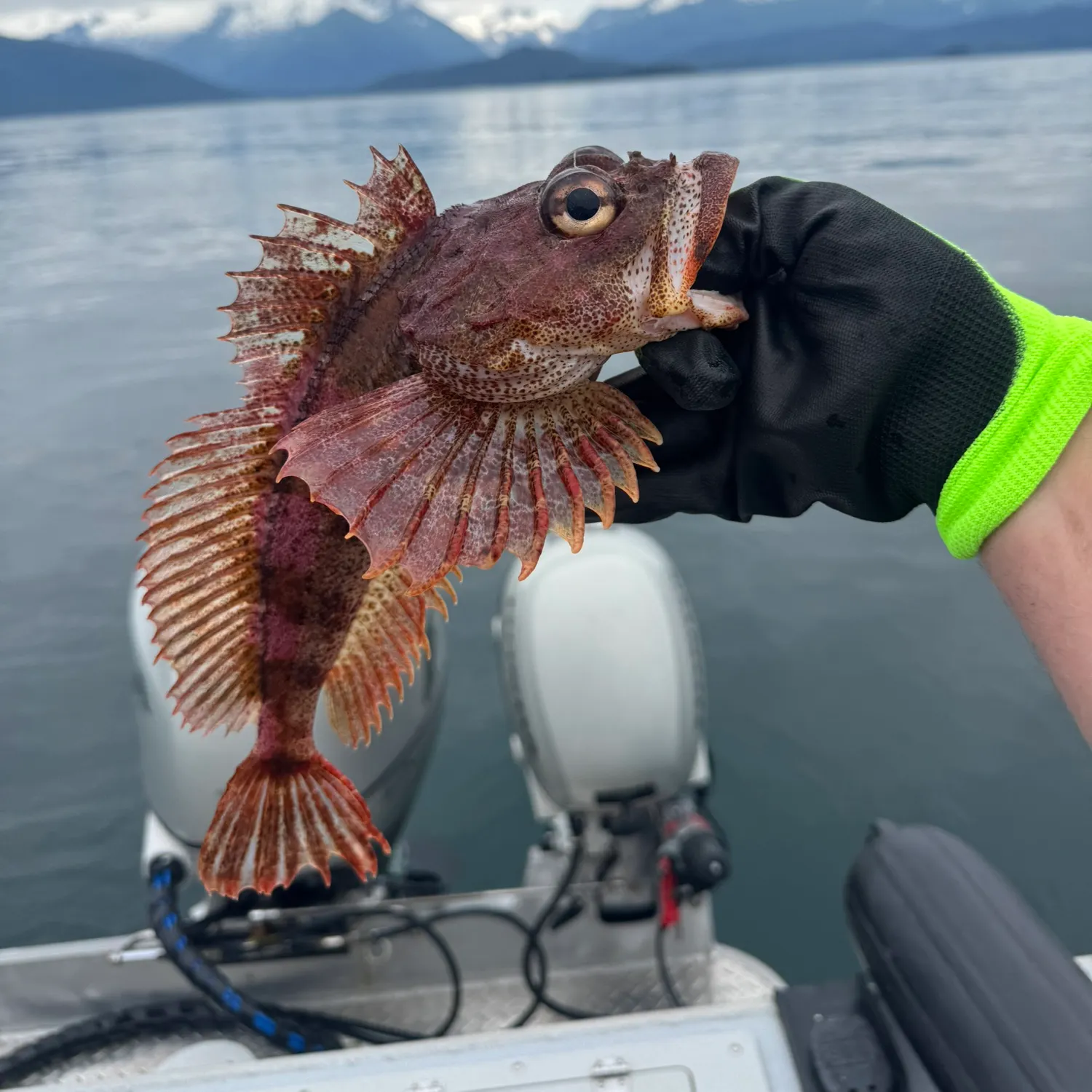 The most recent Cowcod rockfish catches on Fishbrain